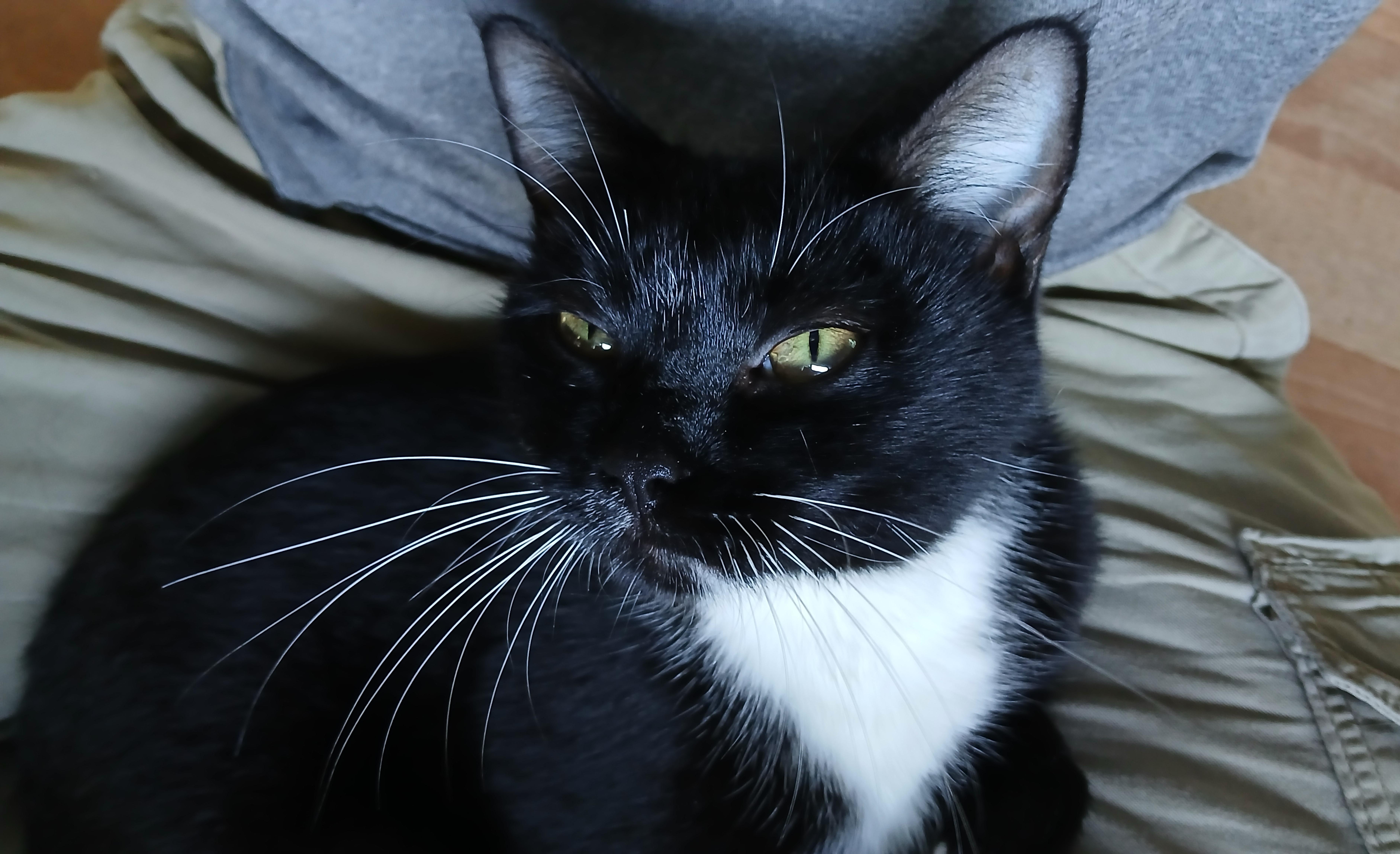 Enlarge Artemis, a Adopted Domestic Short Hair in Cullowhee, NC image 5/6