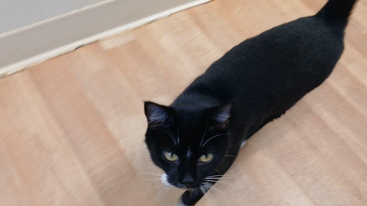 Enlarge Artemis, a Adopted Domestic Short Hair in Cullowhee, NC video 2/6