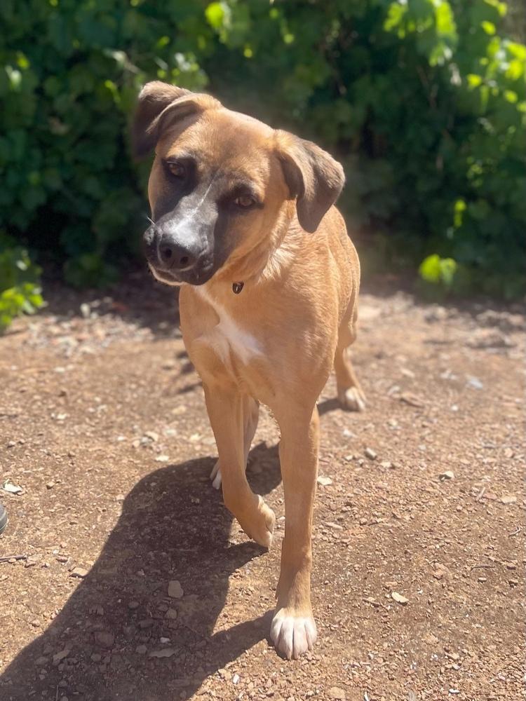 Razzle, Adoptable, Young Female German Shepherd Dog.