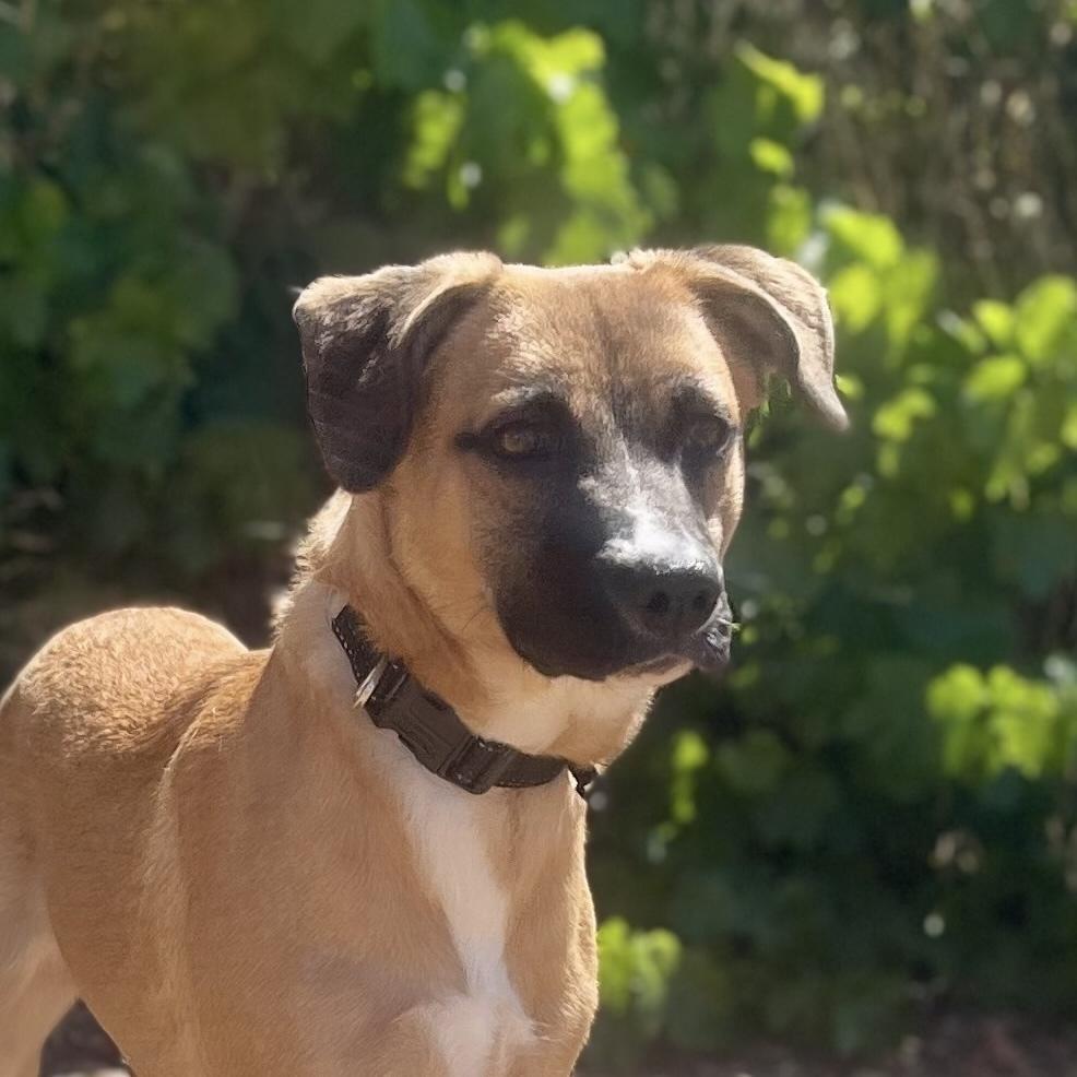 Razzle, a Adoptable mixed breed in Jamestown, CA image 2/3
