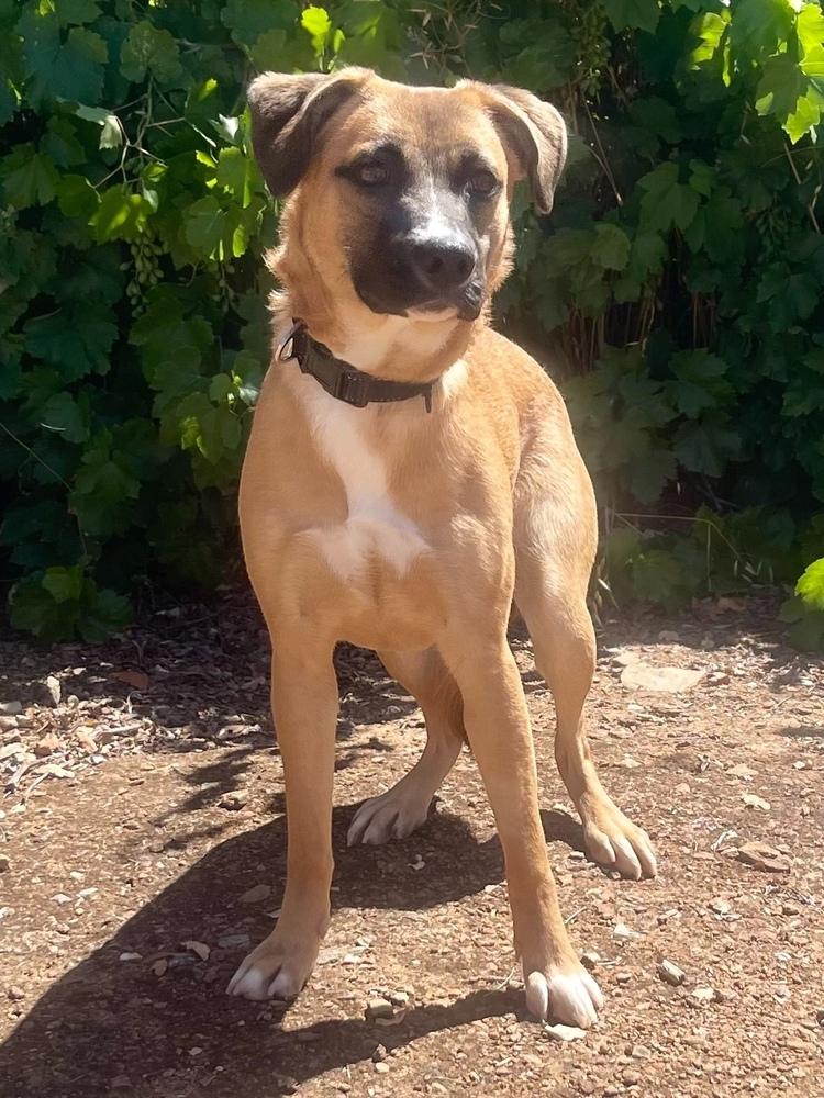 Razzle, a Adoptable mixed breed in Jamestown, CA image 3/3