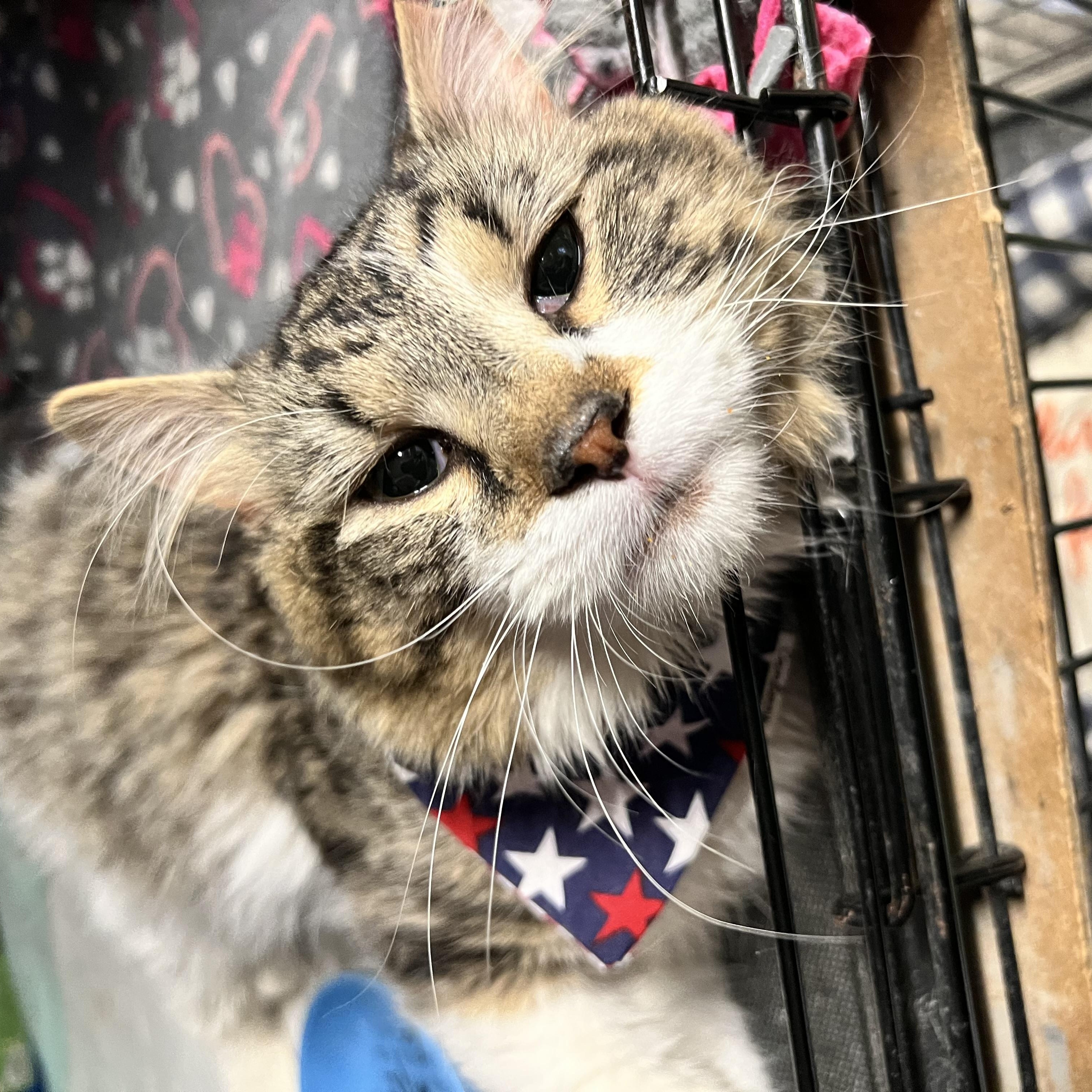 Enlarge Bruce, an adoption pending Domestic Long Hair in Hermitage, PA image 1/4