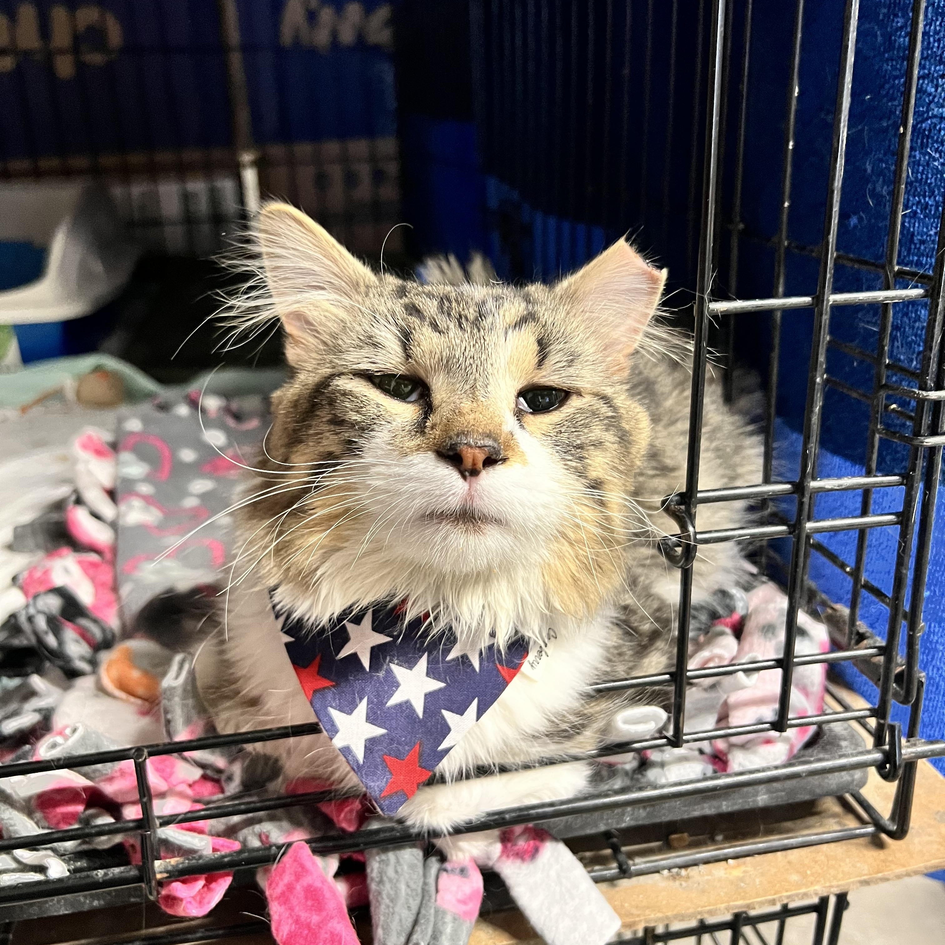 Enlarge Bruce, an adoption pending Domestic Long Hair in Hermitage, PA image 2/4