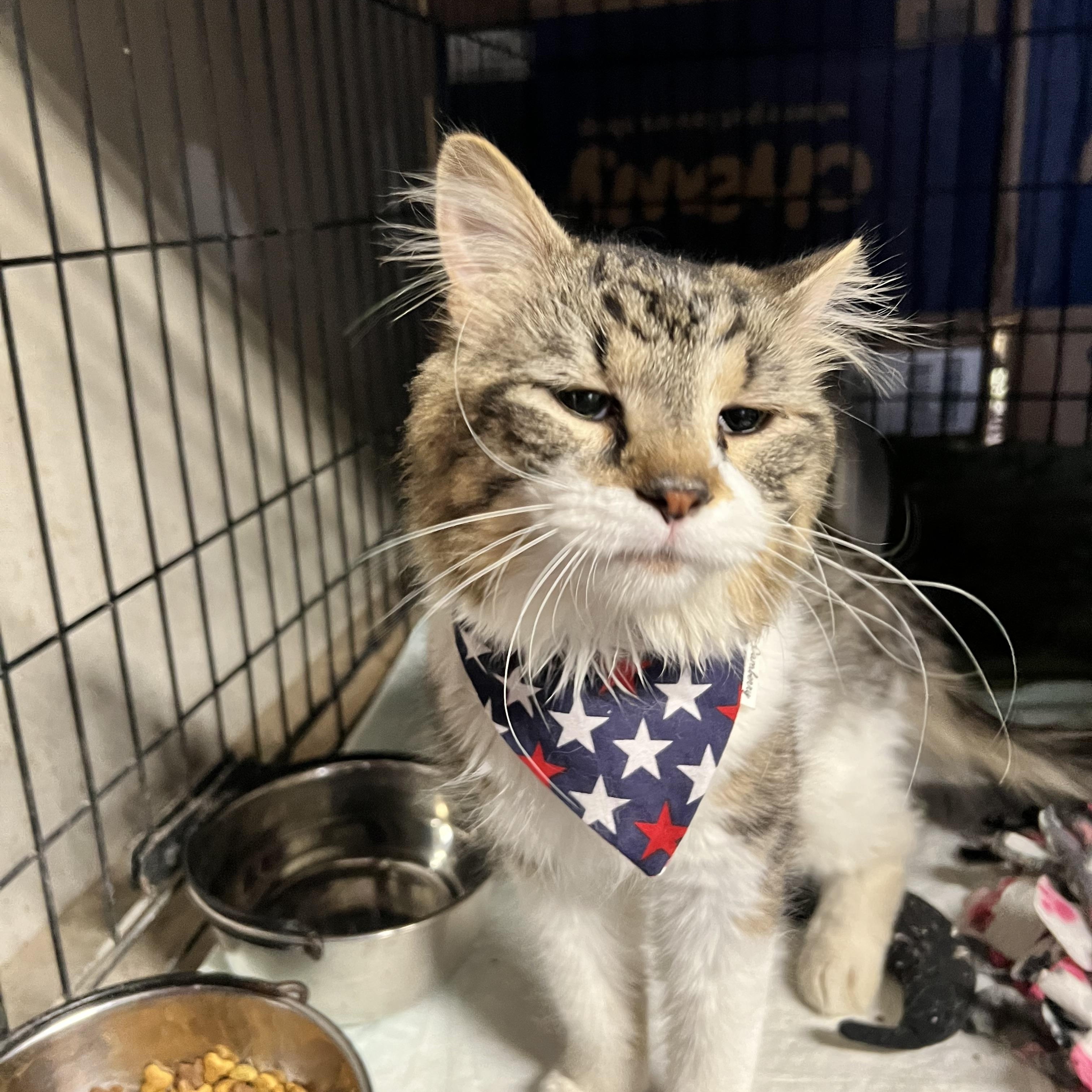Enlarge Bruce, an adoption pending Domestic Long Hair in Hermitage, PA image 3/4