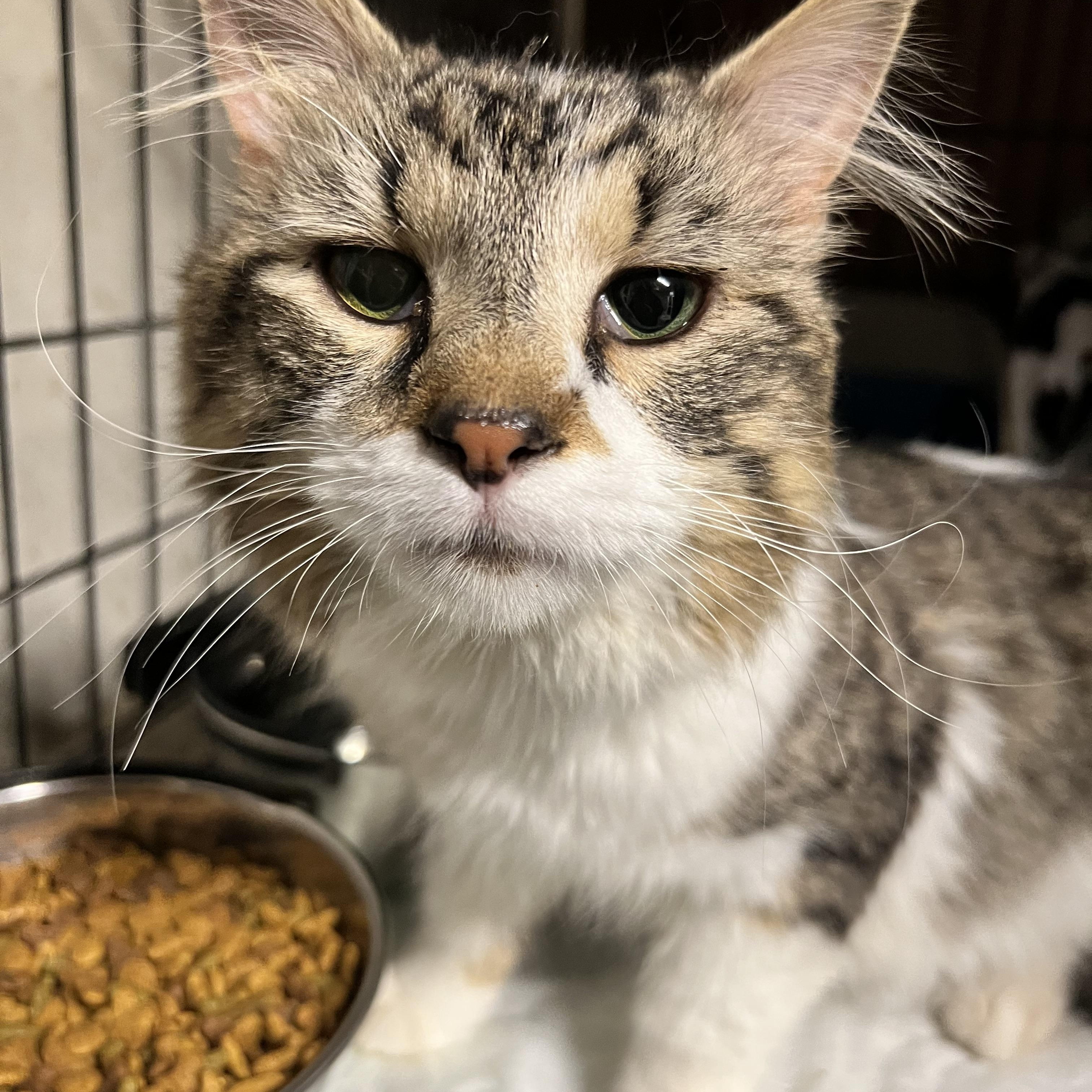 Enlarge Bruce, an adoption pending Domestic Long Hair in Hermitage, PA image 4/4