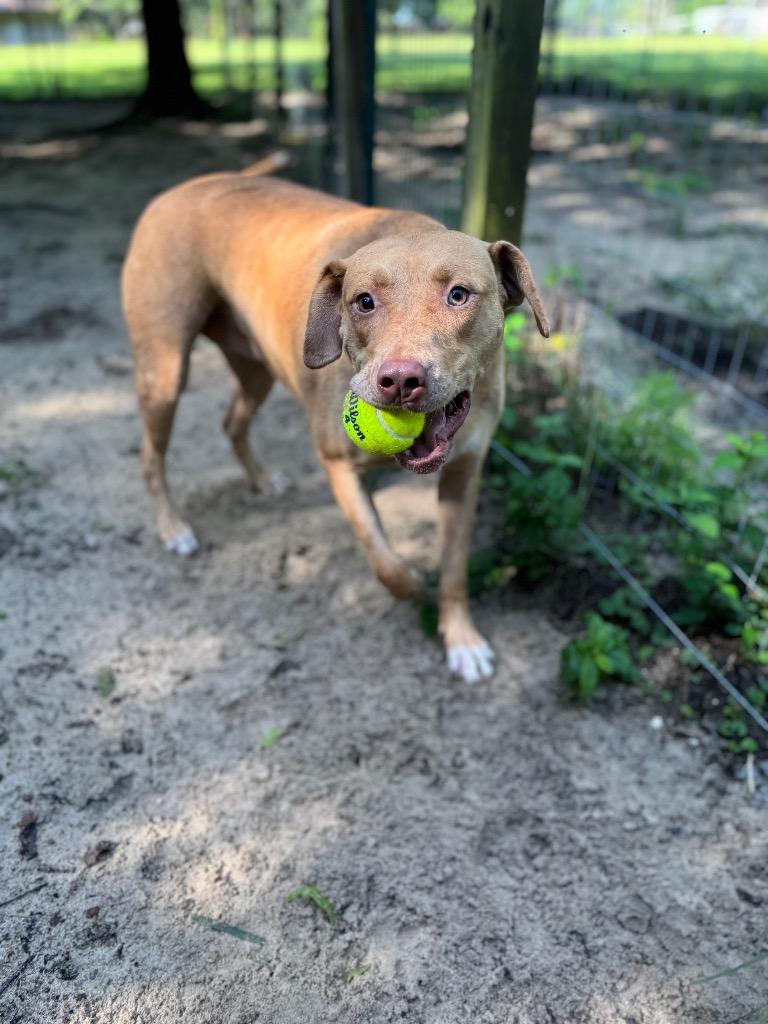 Hazel, Adoptable, Adult Female Yellow Labrador Retriever & Mixed Breed.