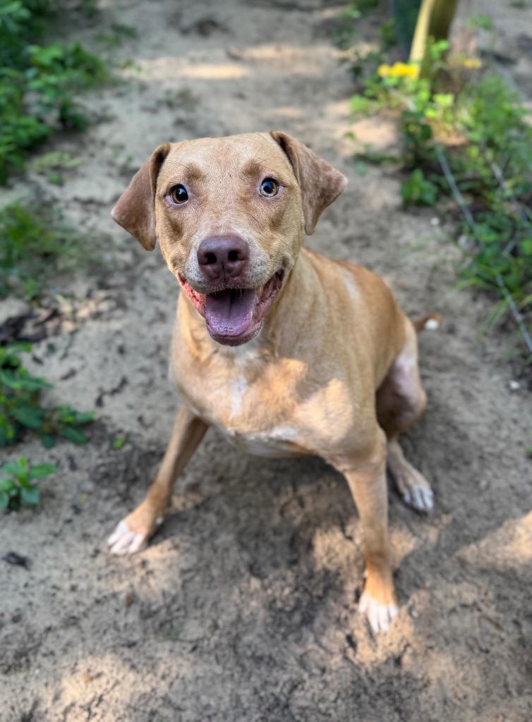 Enlarge Hazel, a Adoptable mixed breed in Waynesville, GA image 2/4
