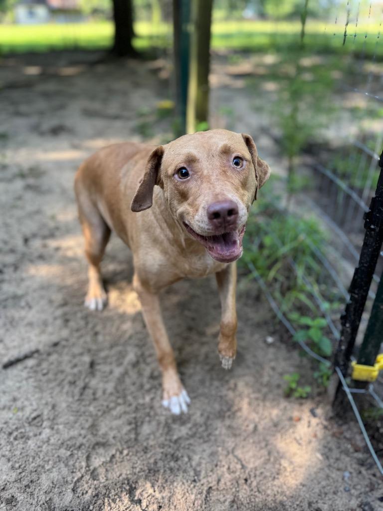 Enlarge Hazel, a Adoptable mixed breed in Waynesville, GA image 3/4