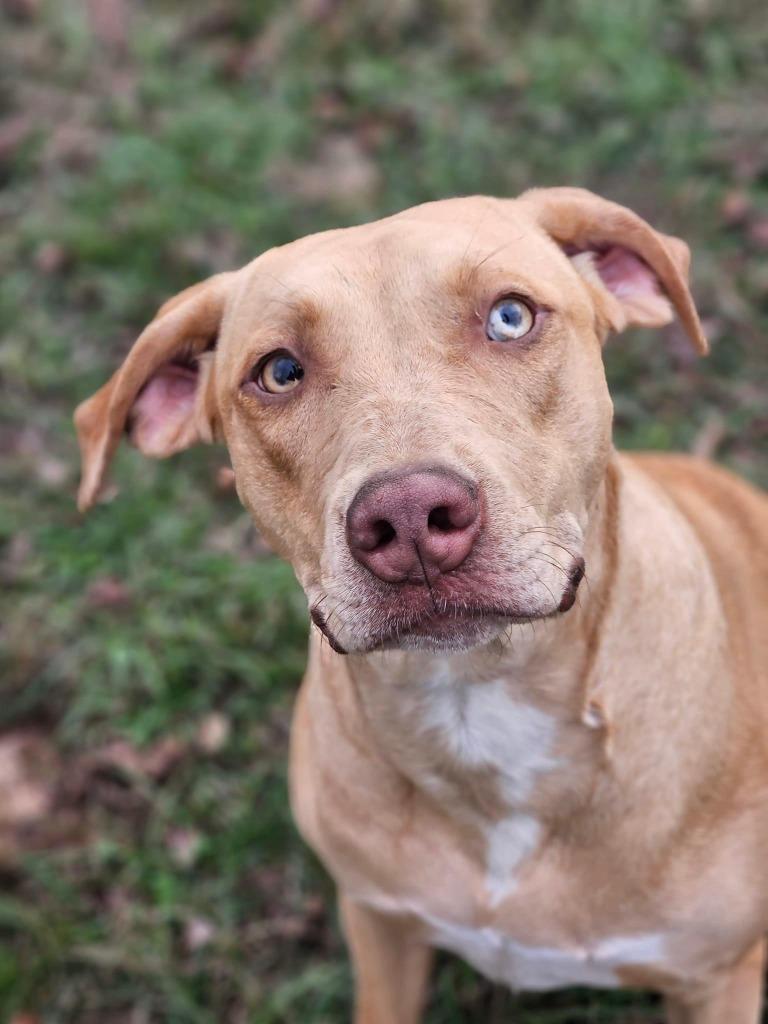 Enlarge Hazel, a Adoptable mixed breed in Waynesville, GA image 4/4