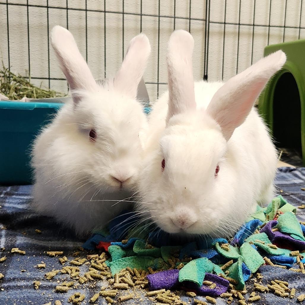 Mila, Adoptable, Adult Female Florida White.