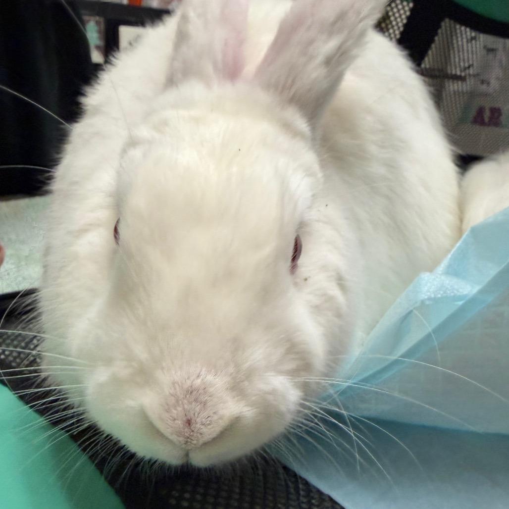Mila, a Adoptable Florida White in Murray, UT image 2/3