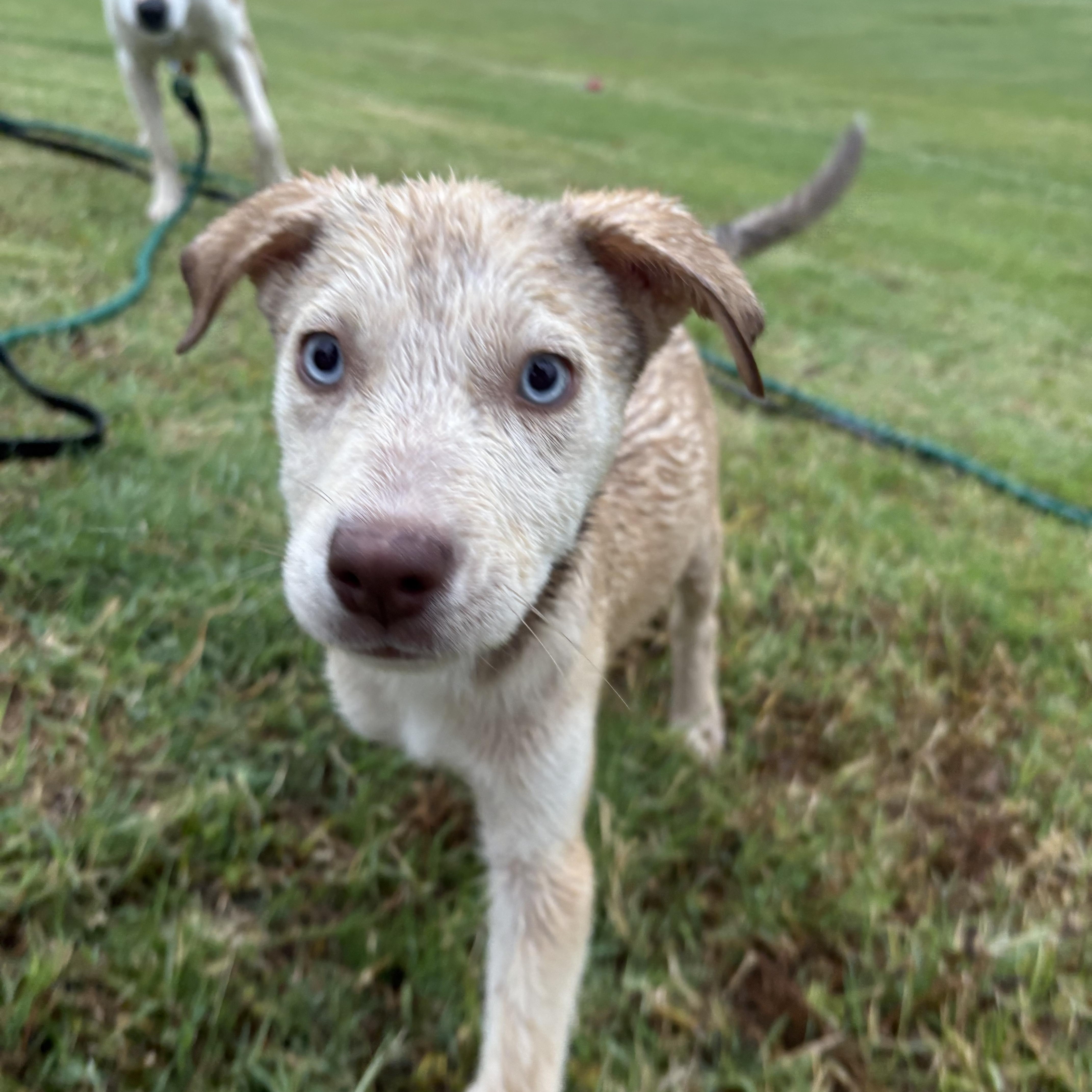 Enlarge Eira, a Adopted mixed breed in Mesa, AZ image 3/3