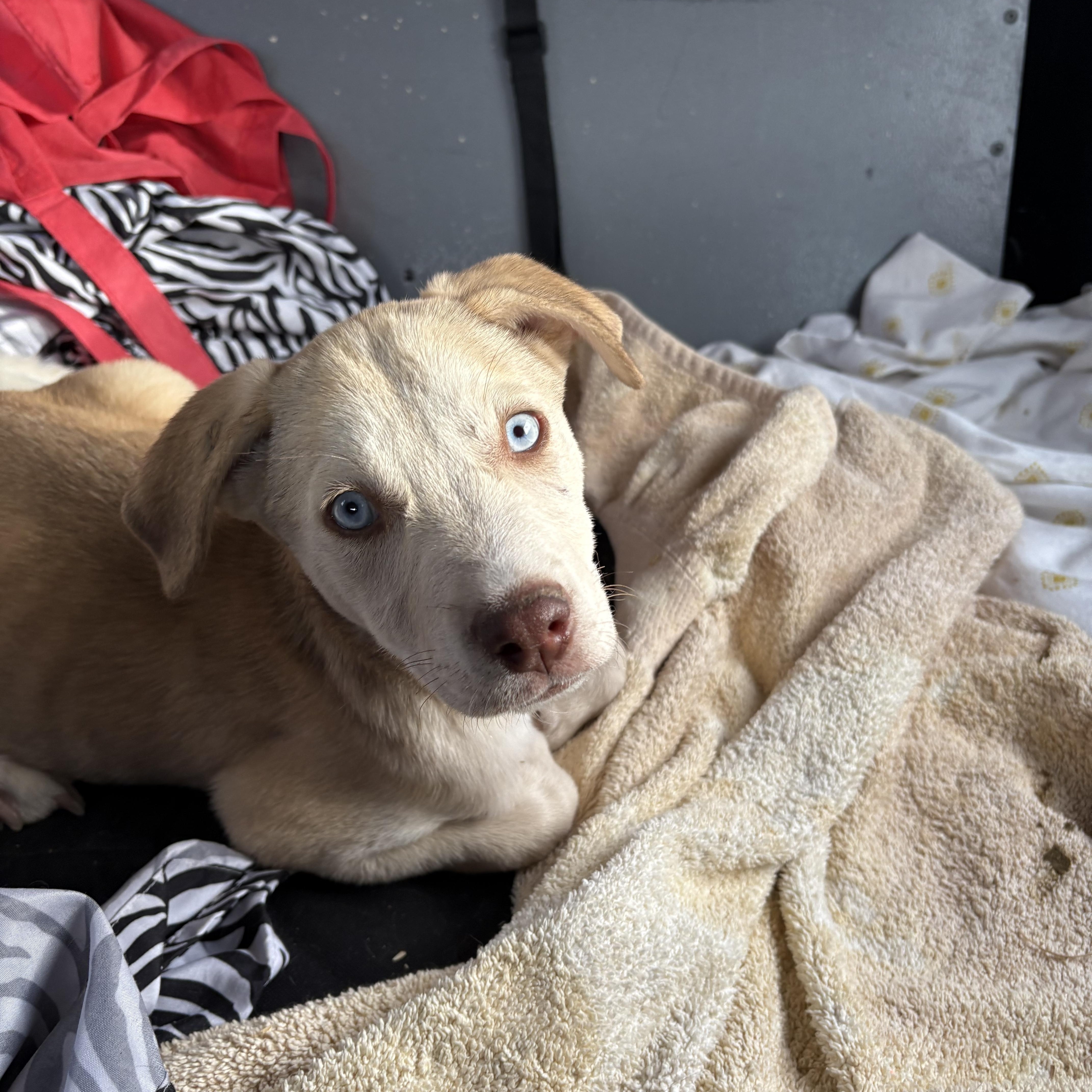 Enlarge Eira, a Adopted mixed breed in Mesa, AZ image 2/3