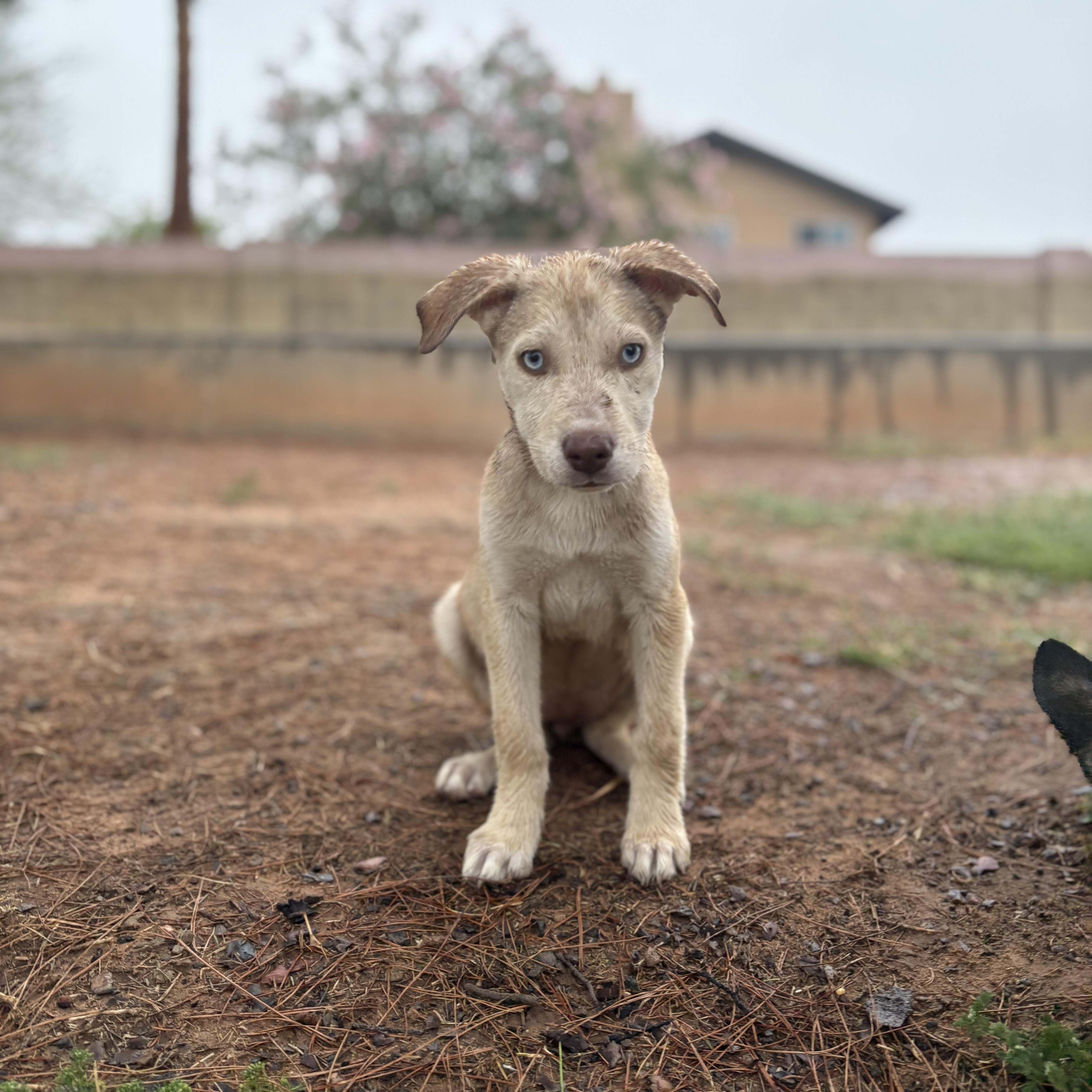 Enlarge Eira, a Adopted mixed breed in Mesa, AZ image 1/3
