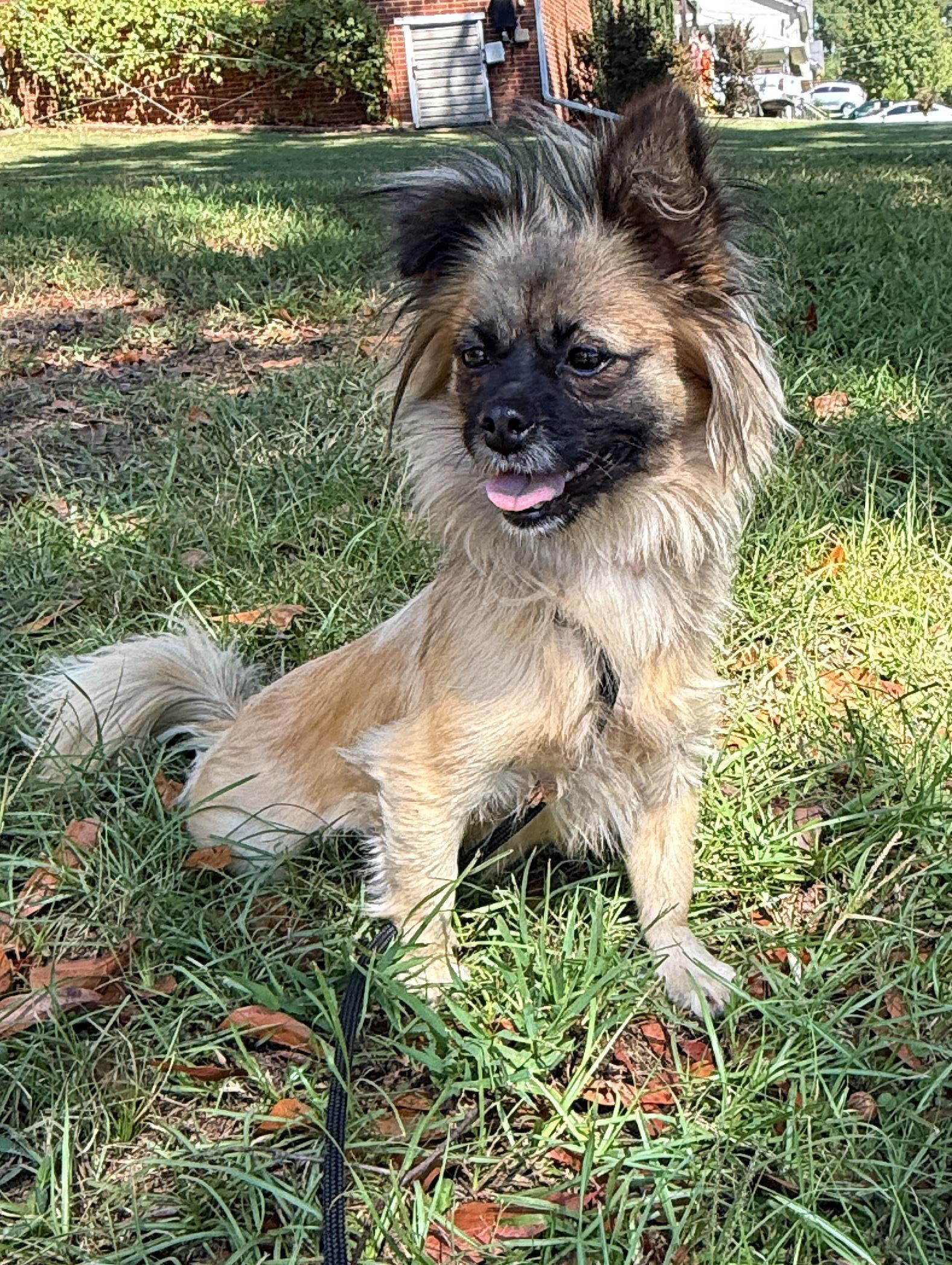 Enlarge Truffle, a Adoptable mixed breed in Falmouth, MA image 3/4