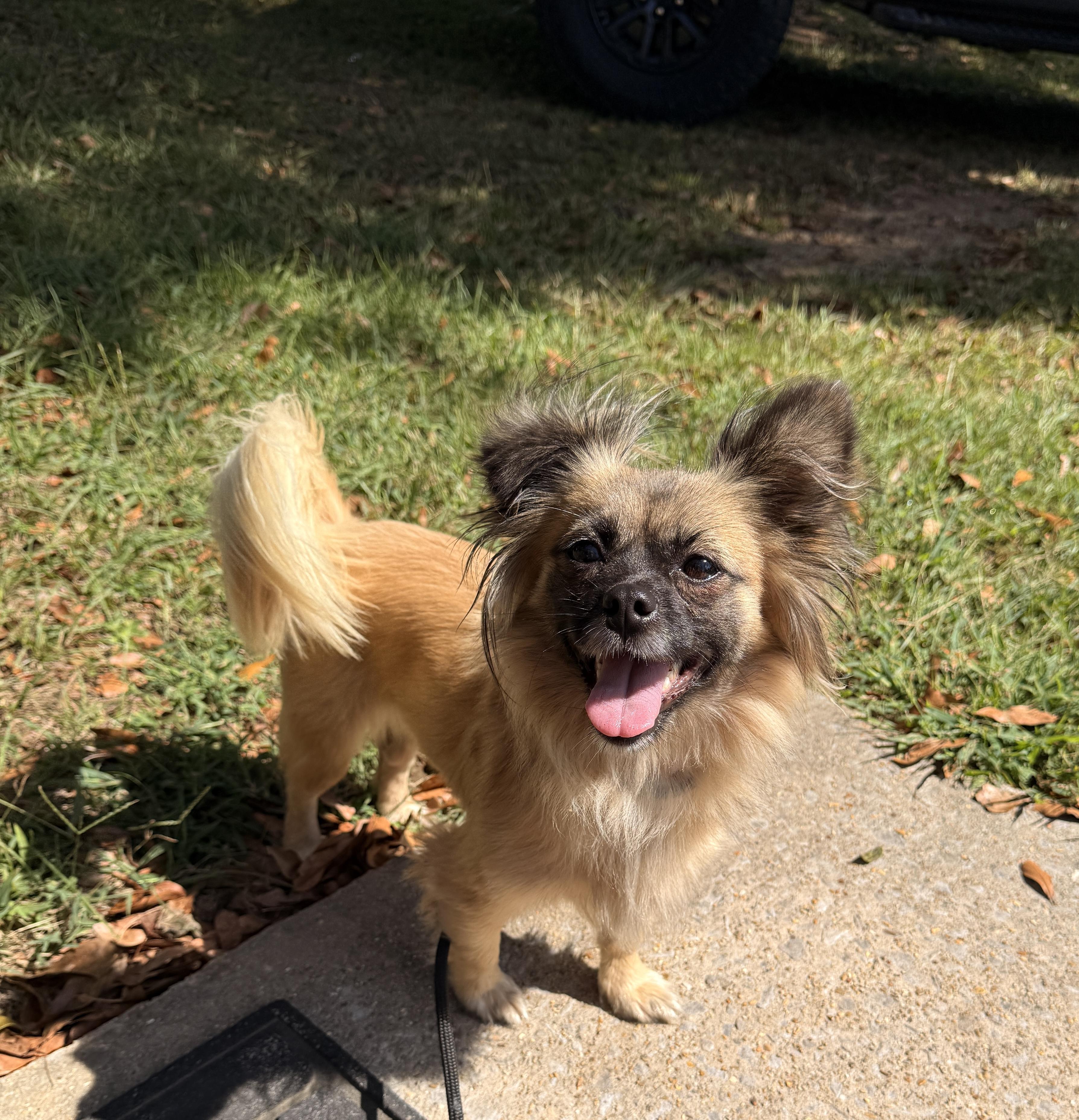 Enlarge Truffle, a Adoptable mixed breed in Falmouth, MA image 1/4