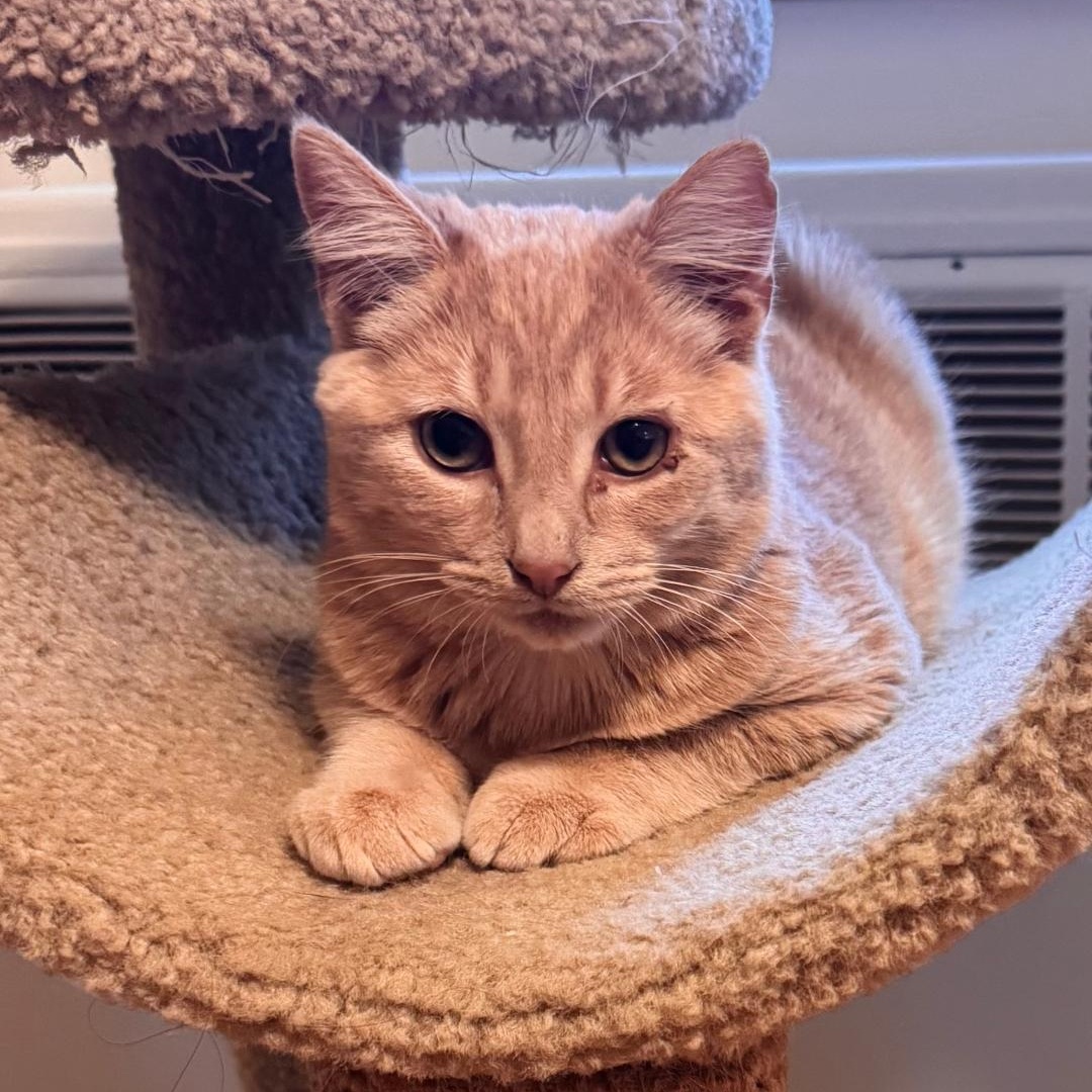 Latke, ADOPTABLE, Kitten Male Domestic Short Hair.