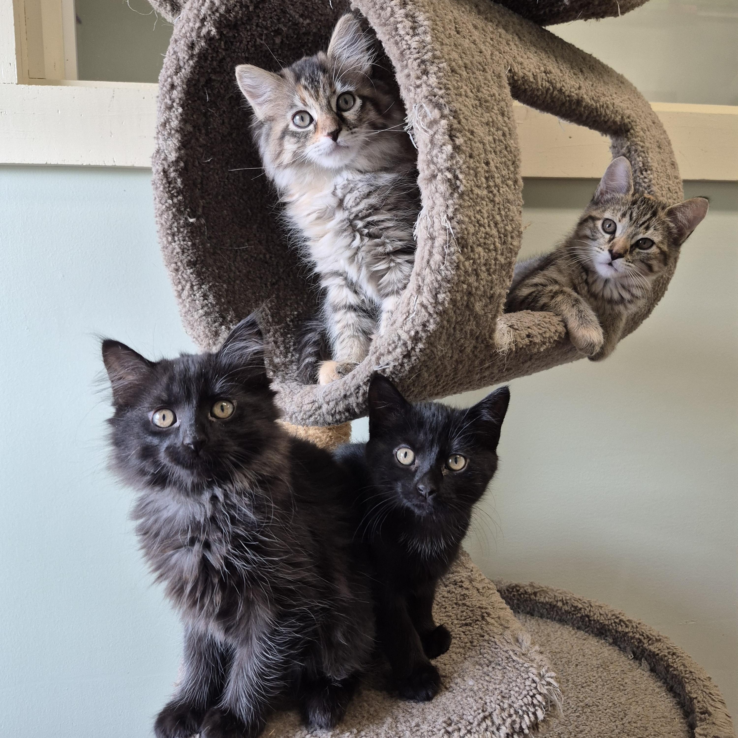 Enlarge Godiva, a ADOPTABLE Domestic Short Hair in Tioga, PA image 6/6