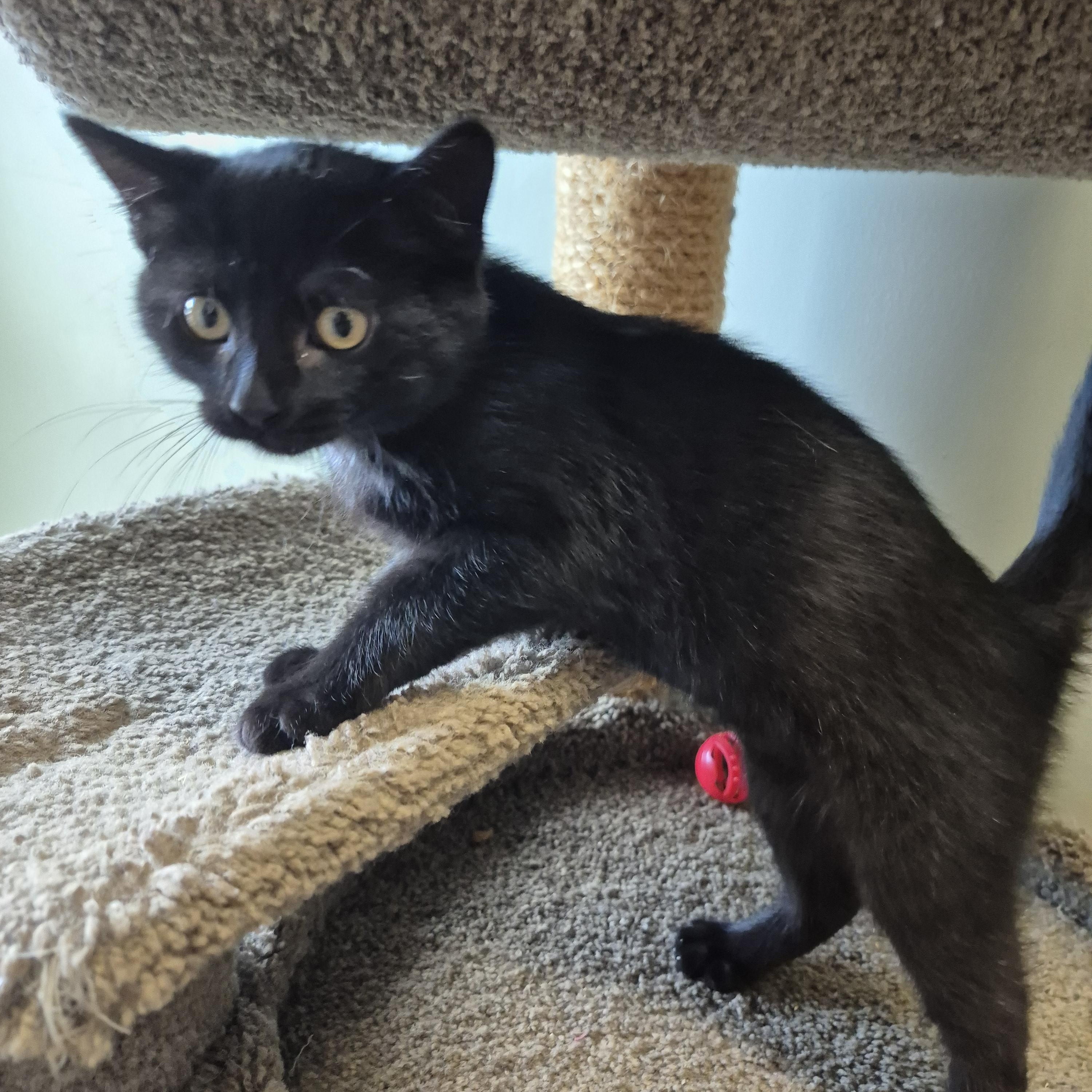 Enlarge Godiva, a ADOPTABLE Domestic Short Hair in Tioga, PA image 5/6