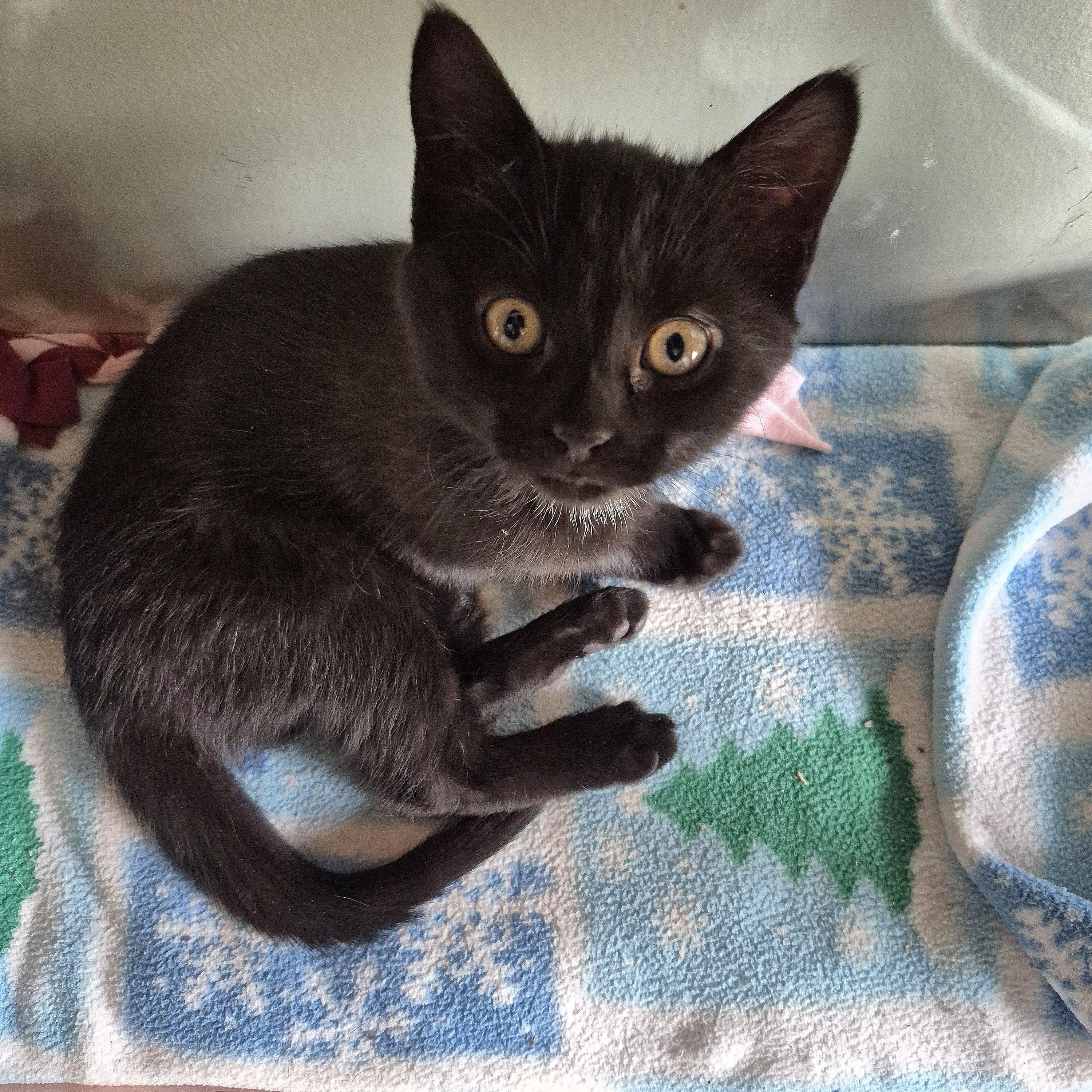 Enlarge Godiva, a ADOPTABLE Domestic Short Hair in Tioga, PA image 4/6