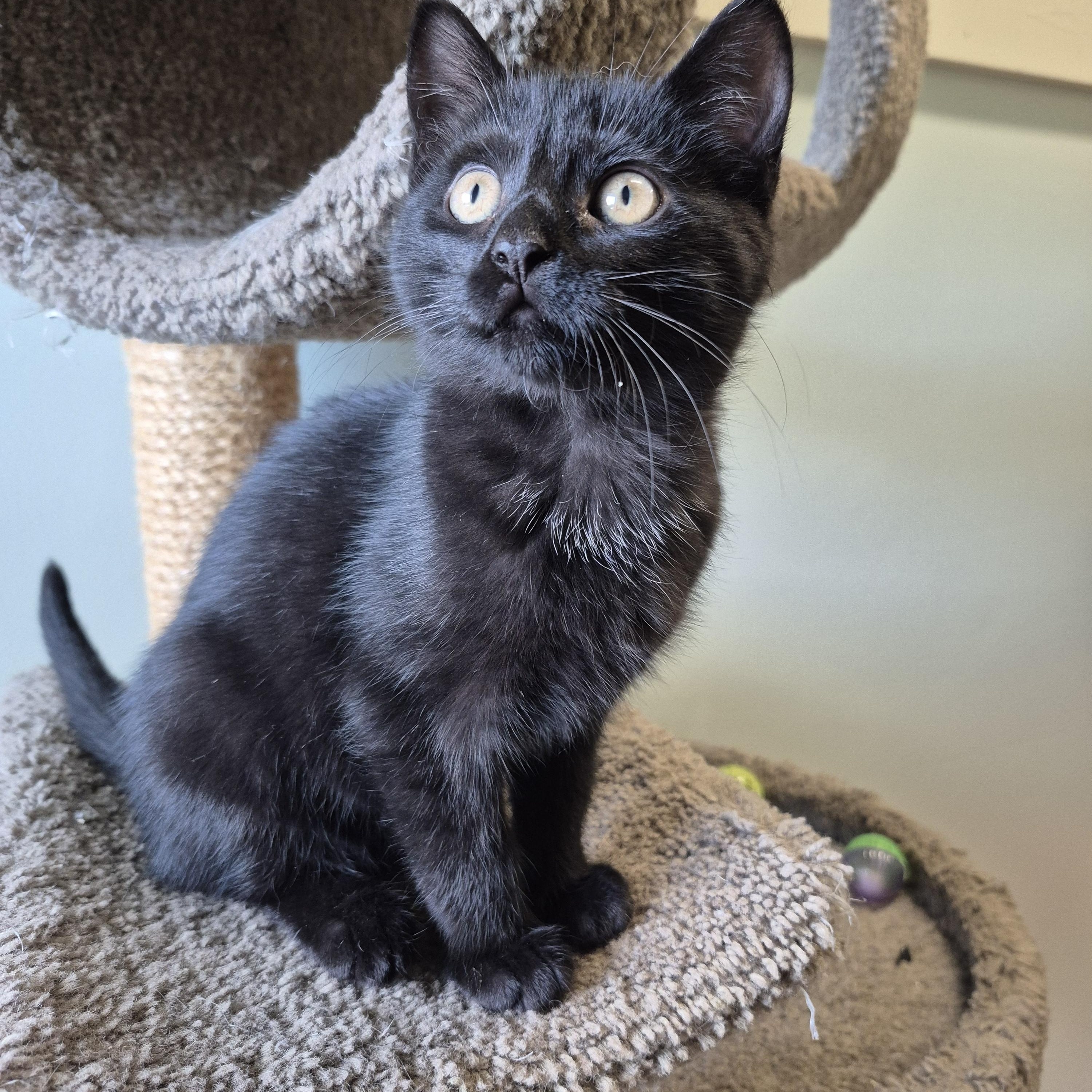 Enlarge Godiva, a ADOPTABLE Domestic Short Hair in Tioga, PA image 2/6