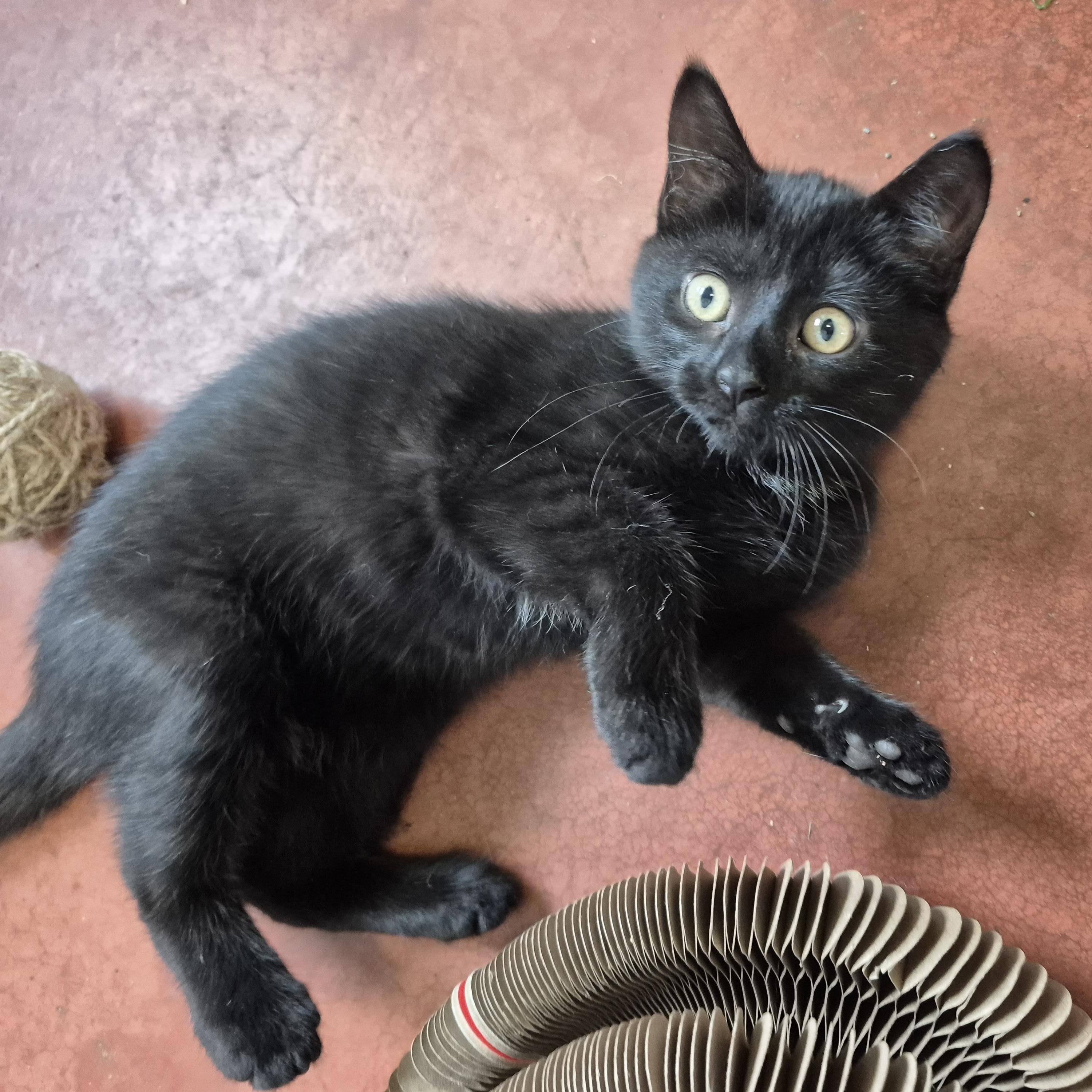 Enlarge Godiva, a ADOPTABLE Domestic Short Hair in Tioga, PA image 3/6