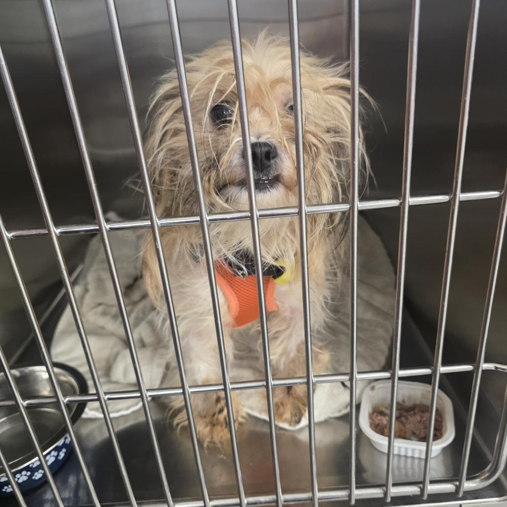 Roo Roo D12678, Adoptable, Adult Female Yorkshire Terrier & Shih Tzu.