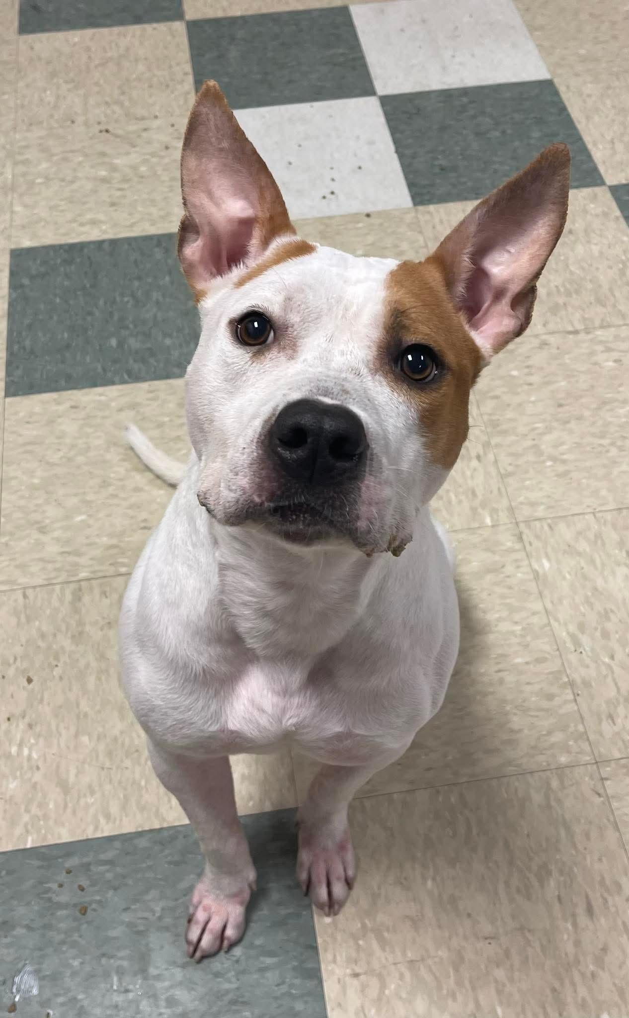 Joel, Adoptable, Young Male Pit Bull Terrier.