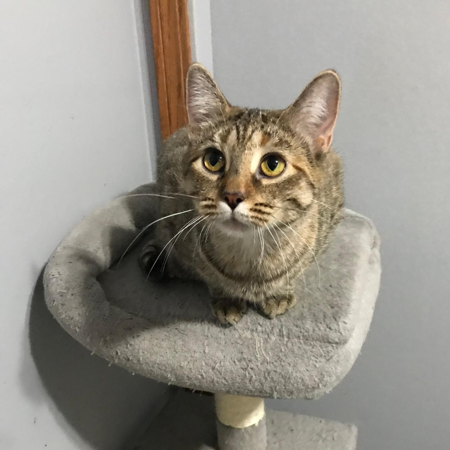 Biscuit, a Adoptable Tabby in Orland Park, IL image 3/6