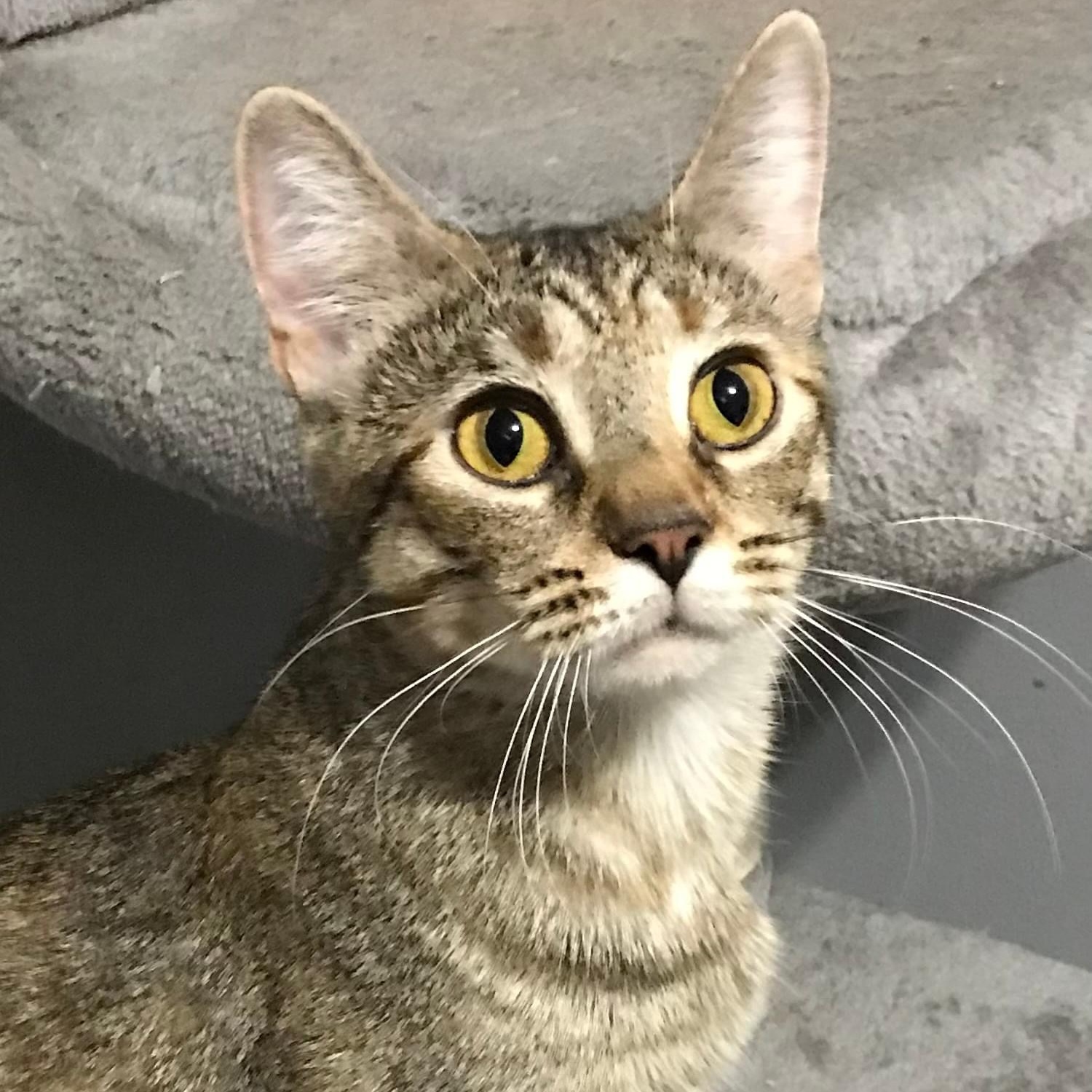 Biscuit, a Adoptable Tabby in Orland Park, IL image 4/6