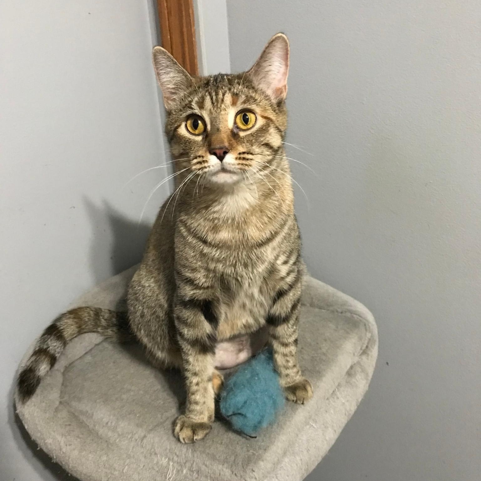Biscuit, a Adoptable Tabby in Orland Park, IL image 6/6