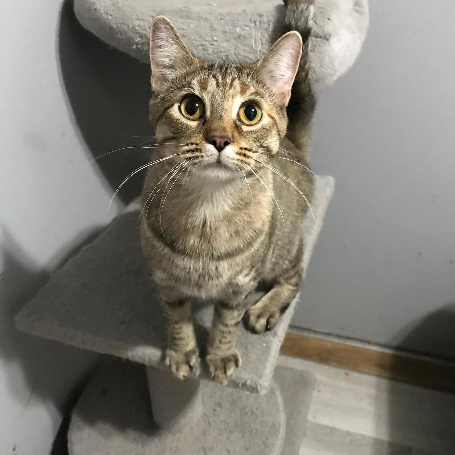 Biscuit, a Adoptable Tabby in Orland Park, IL image 2/6
