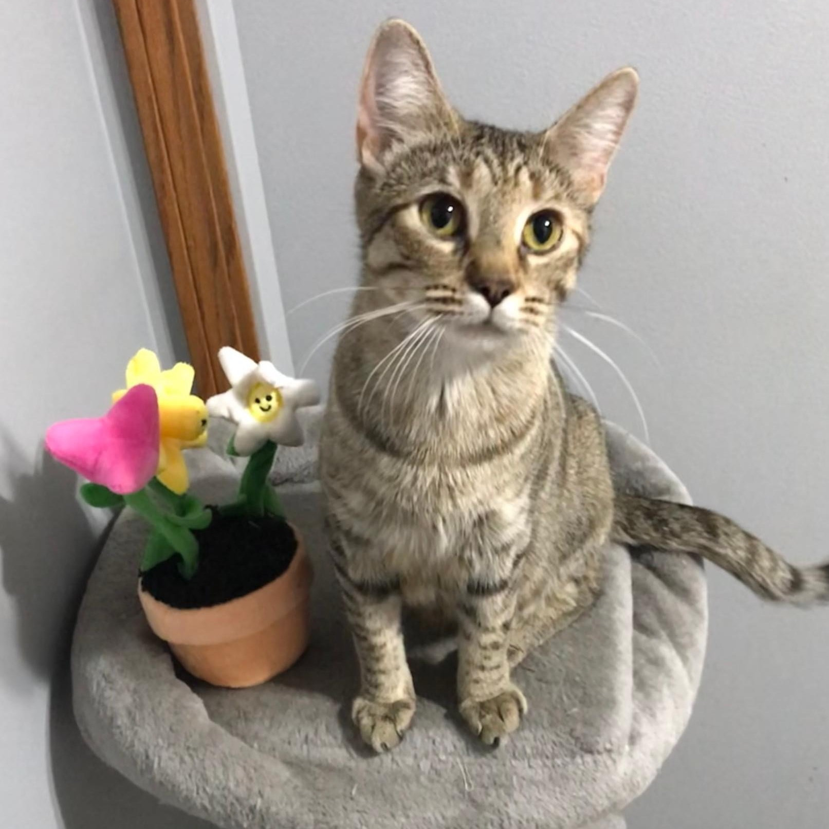 Biscuit, a Adoptable Tabby in Orland Park, IL image 1/6