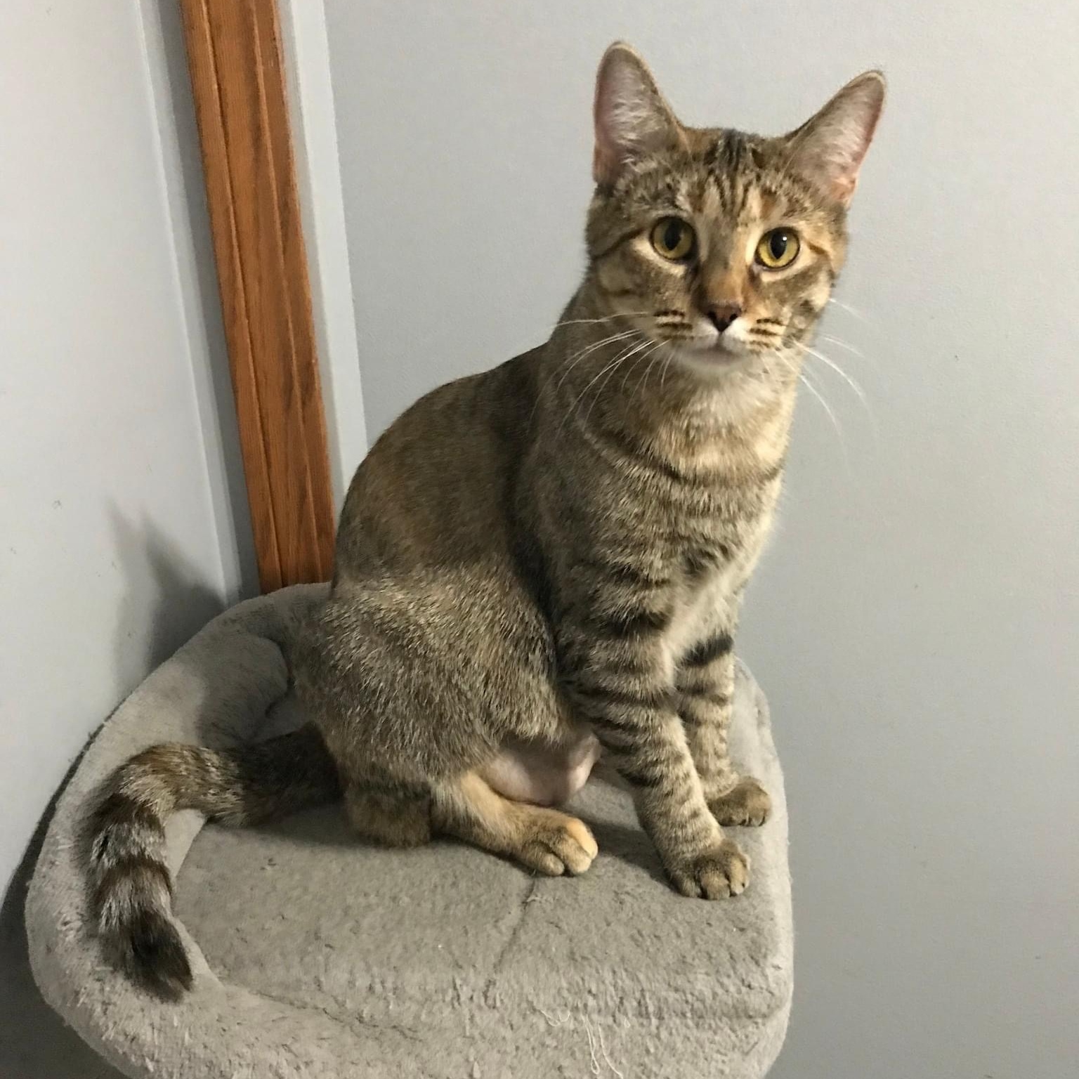 Biscuit, a Adoptable Tabby in Orland Park, IL image 5/6