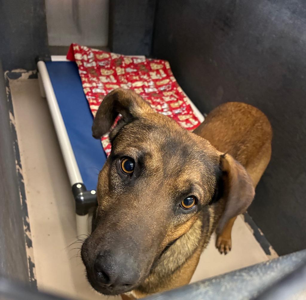 Ziggy, Adoptable, Adult Male German Shepherd Dog & Mixed Breed.