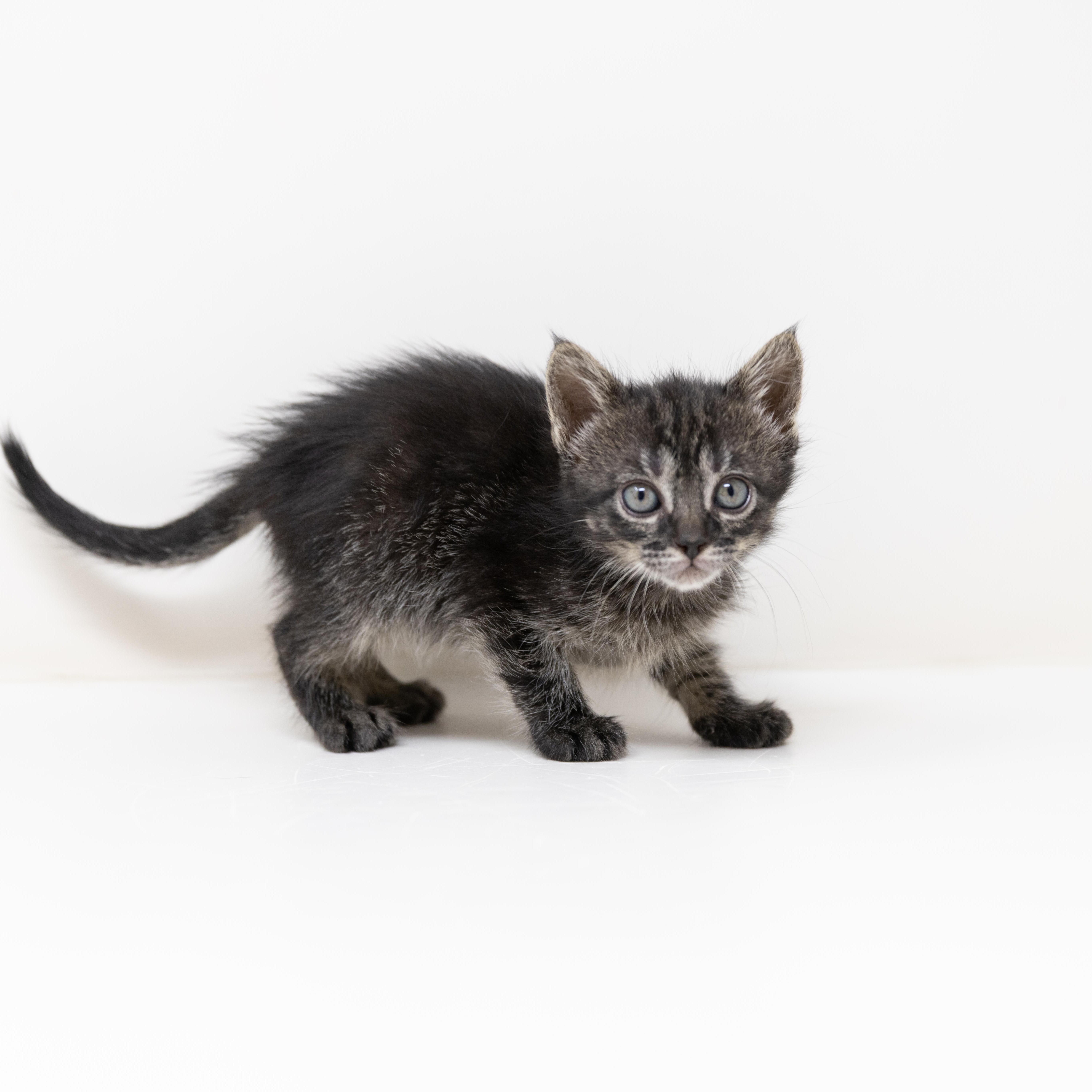 Enlarge April O'Neil, an adopted Tabby in Trophy Club, TX image 5/6