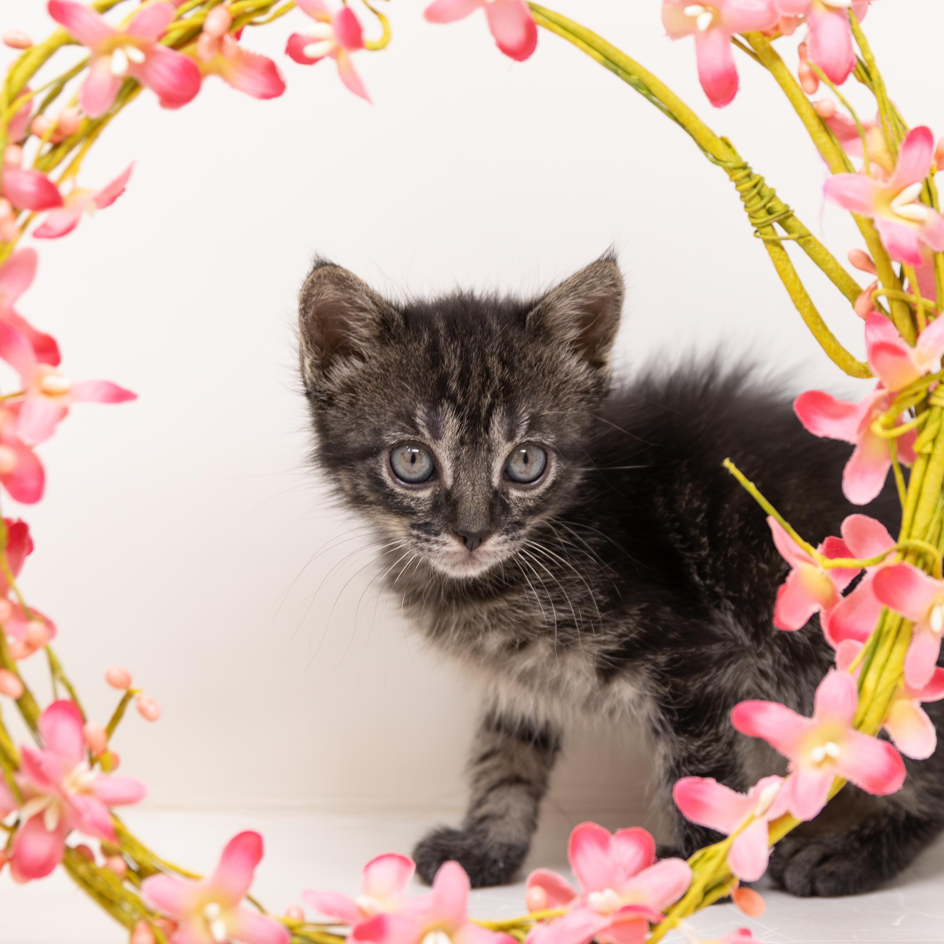 Enlarge April O'Neil, an adopted Tabby in Trophy Club, TX image 3/6