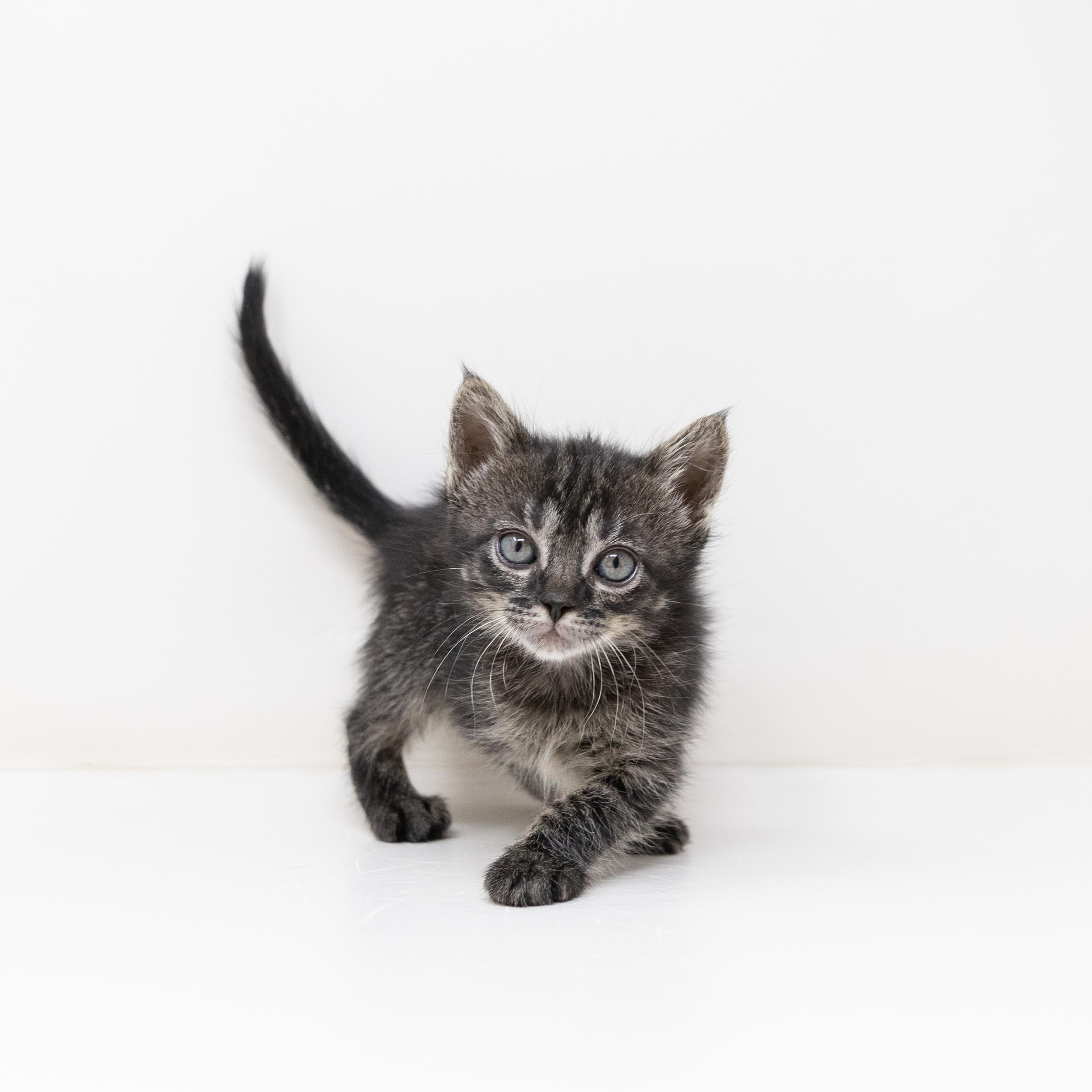 Enlarge April O'Neil, an adopted Tabby in Trophy Club, TX image 2/6