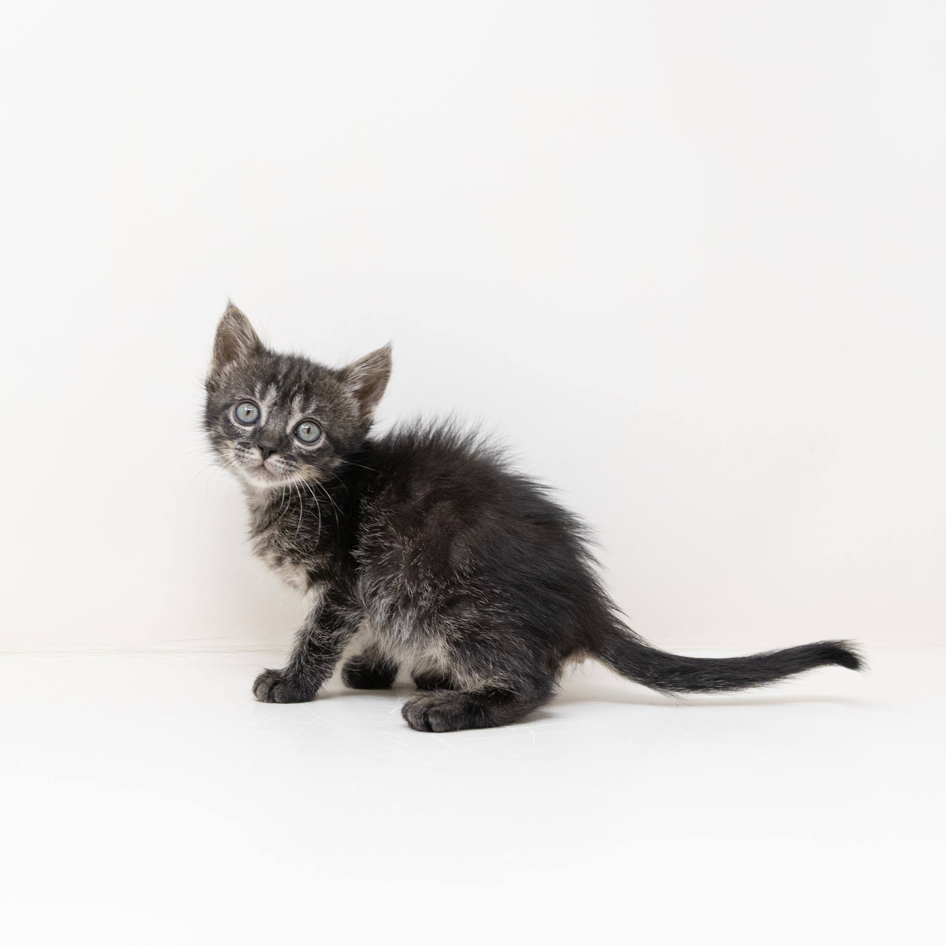 Enlarge April O'Neil, an adopted Tabby in Trophy Club, TX image 6/6