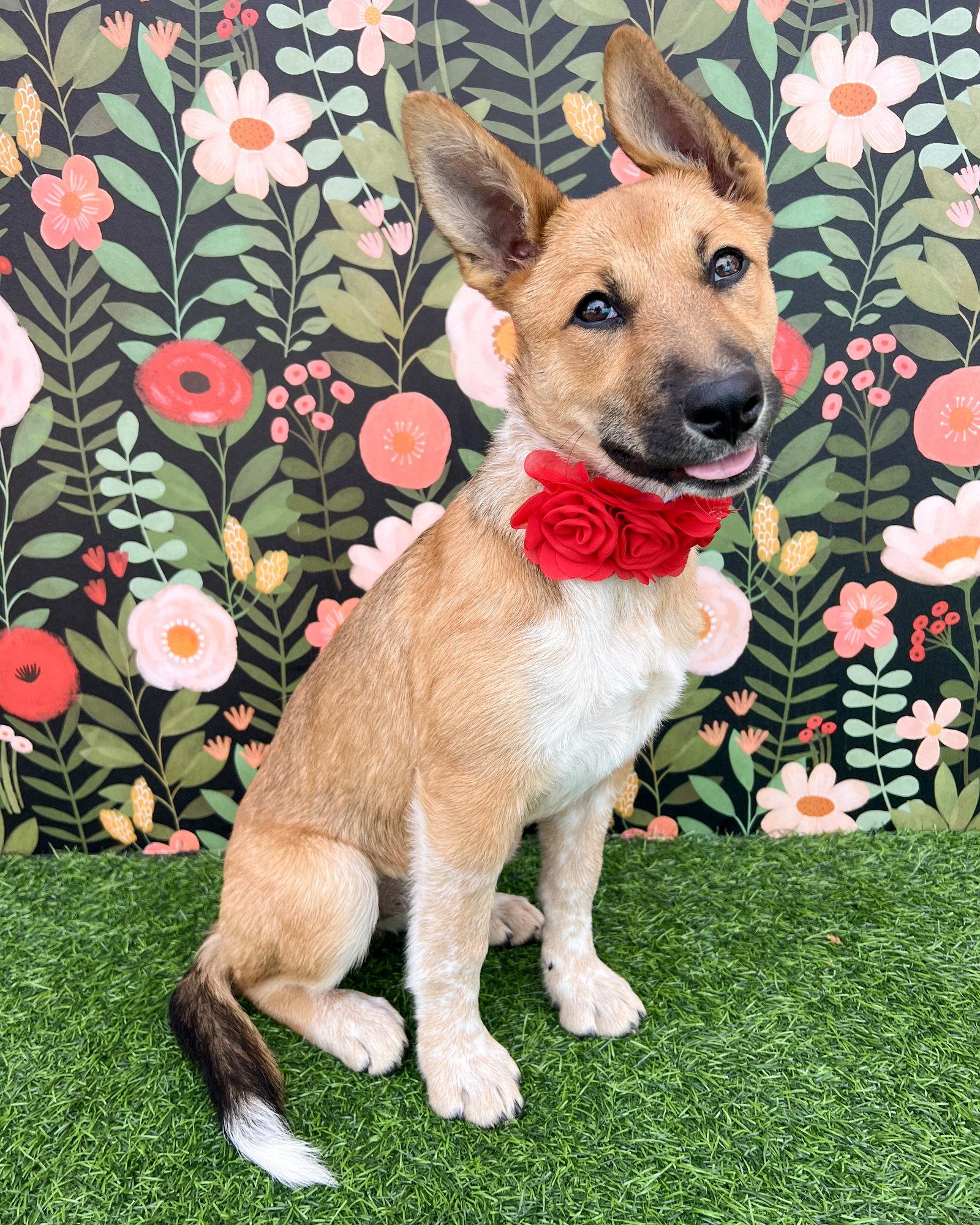 Jam, Adopted, Puppy Female Australian Cattle Dog / Blue Heeler & German Shepherd Dog.