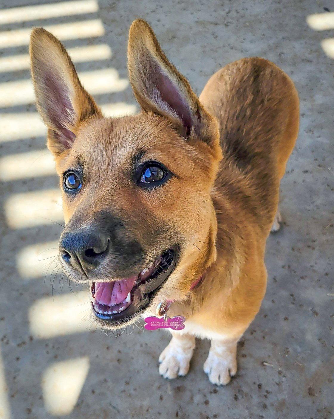 Enlarge Jam, a Adopted mixed breed in Corona, CA image 2/3