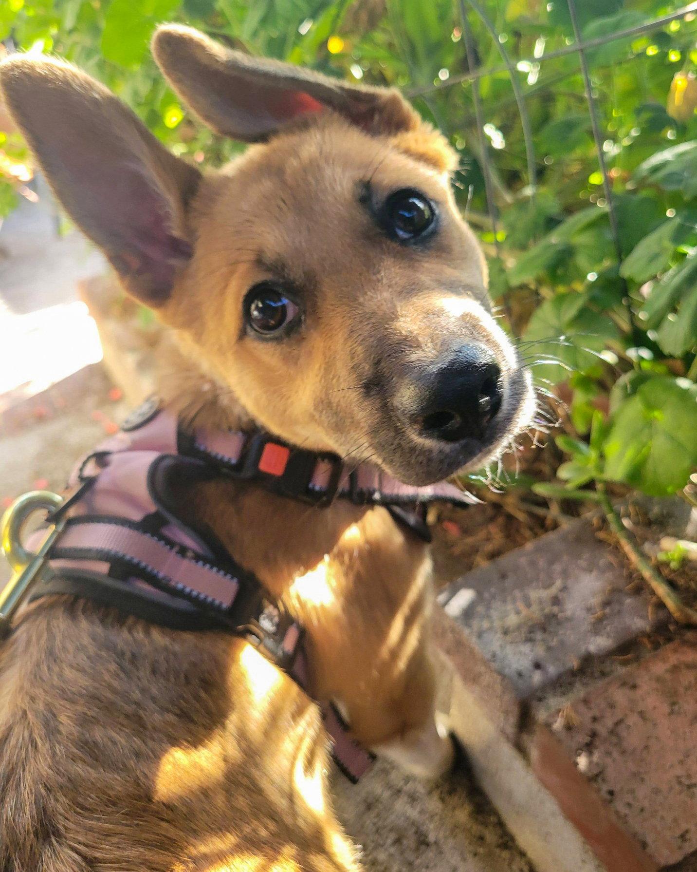 Enlarge Jam, a Adopted mixed breed in Corona, CA image 3/3