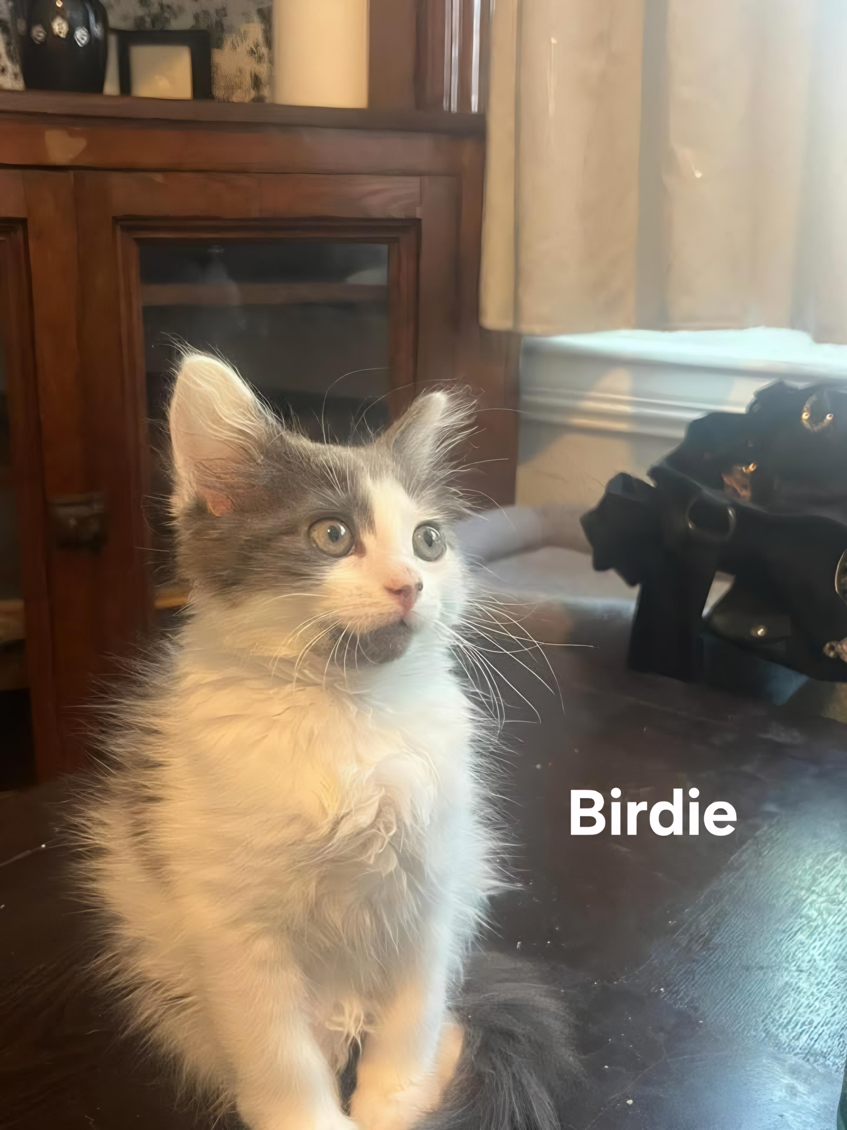 Birdie, a ADOPTABLE Domestic Long Hair in Chicopee, MA image 2/2