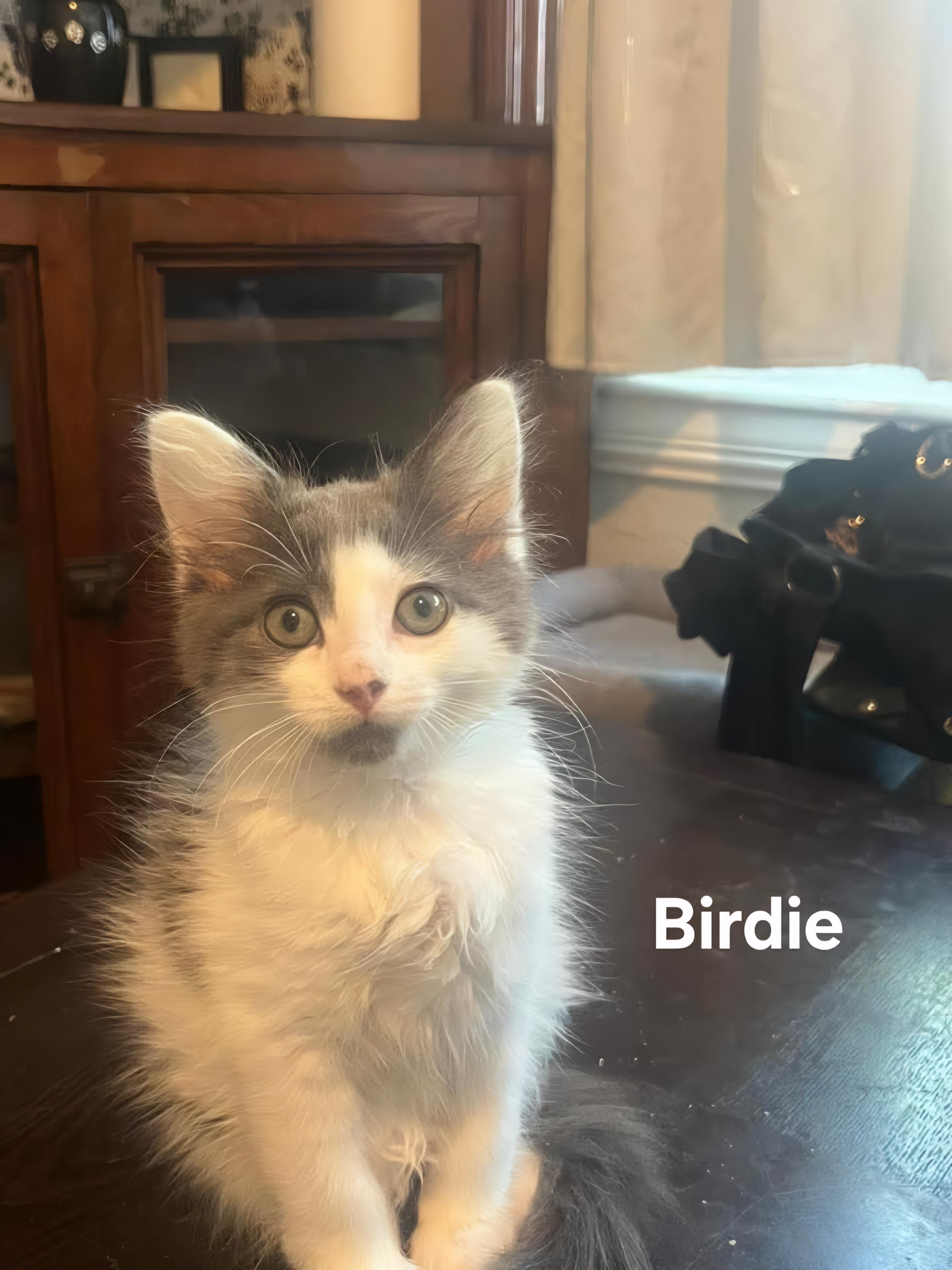 Birdie, ADOPTABLE, Kitten Female Domestic Long Hair.
