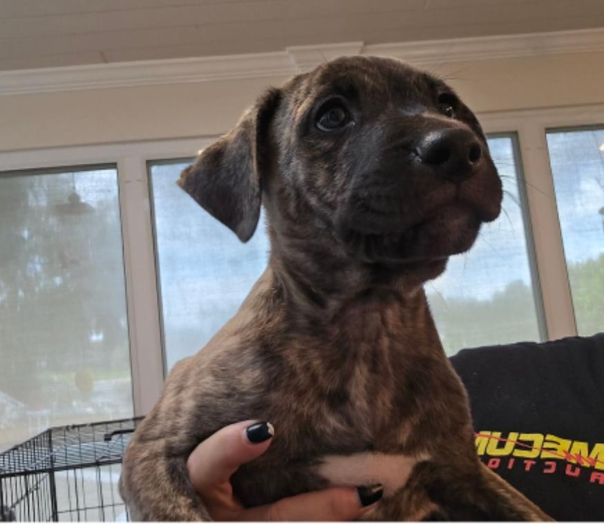 Cookie ( Orlando, FL), ADOPTABLE, Puppy Male Hound & Labrador Retriever.