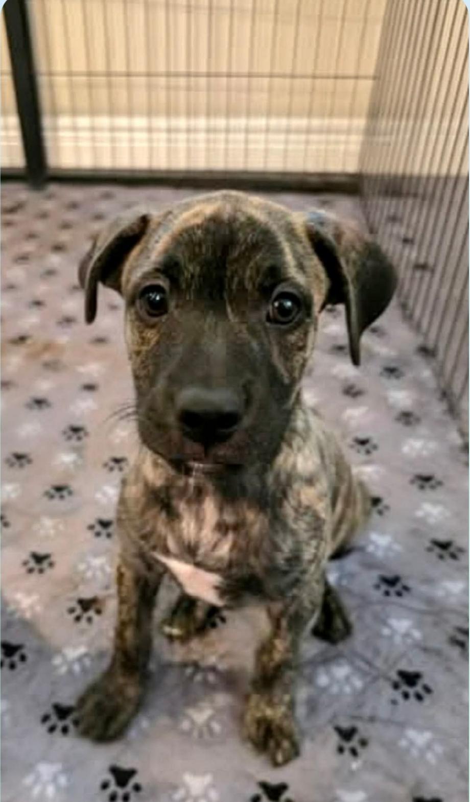 Cookie ( Orlando, FL), a ADOPTABLE mixed breed in Orlando, FL image 4/4