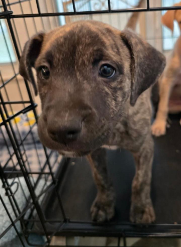 Cookie ( Orlando, FL), a ADOPTABLE mixed breed in Orlando, FL image 3/4