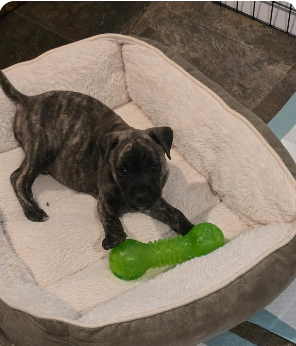 Cookie ( Orlando, FL), a ADOPTABLE mixed breed in Orlando, FL image 2/4