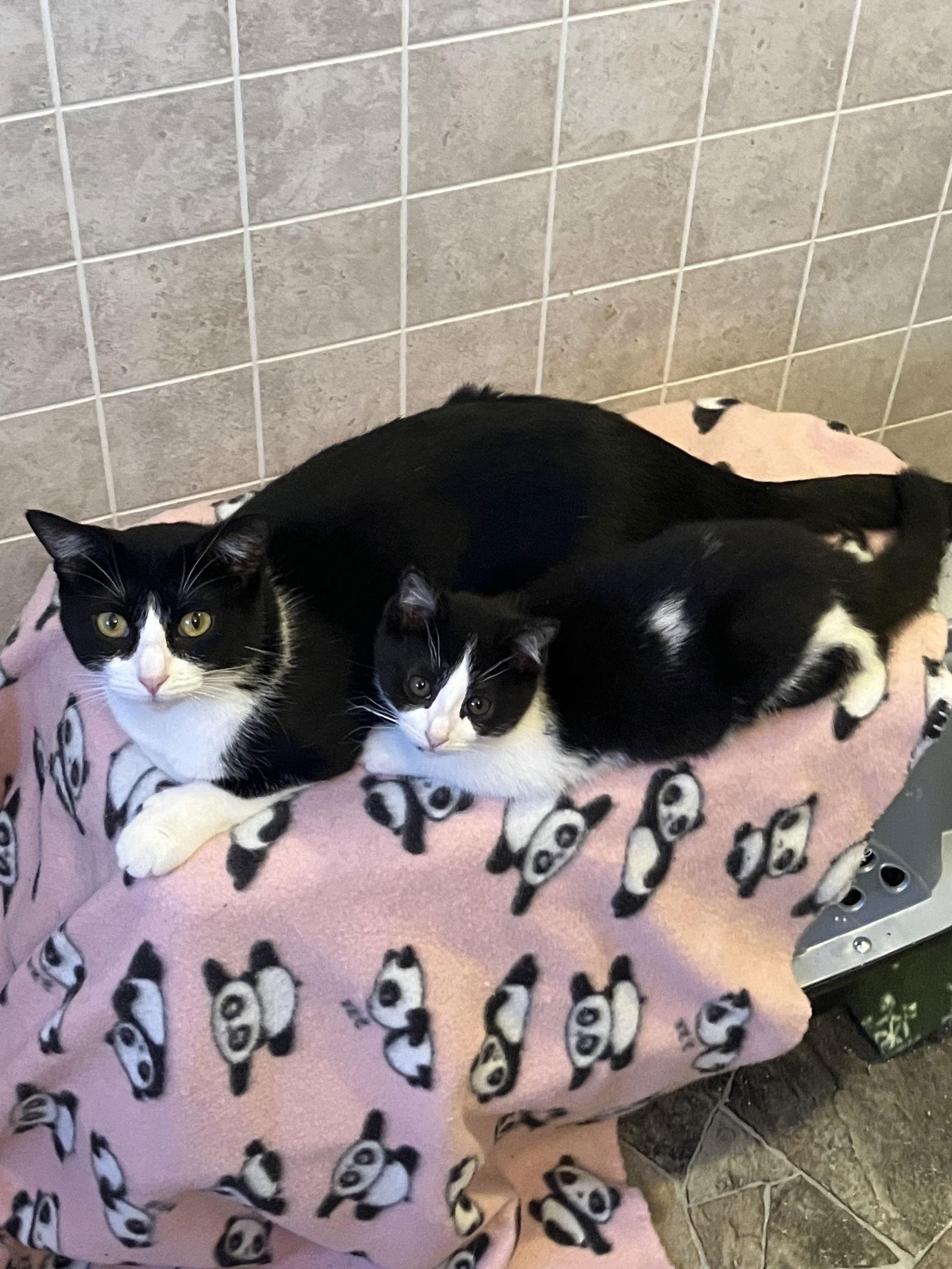 Piper — thumbnail 2