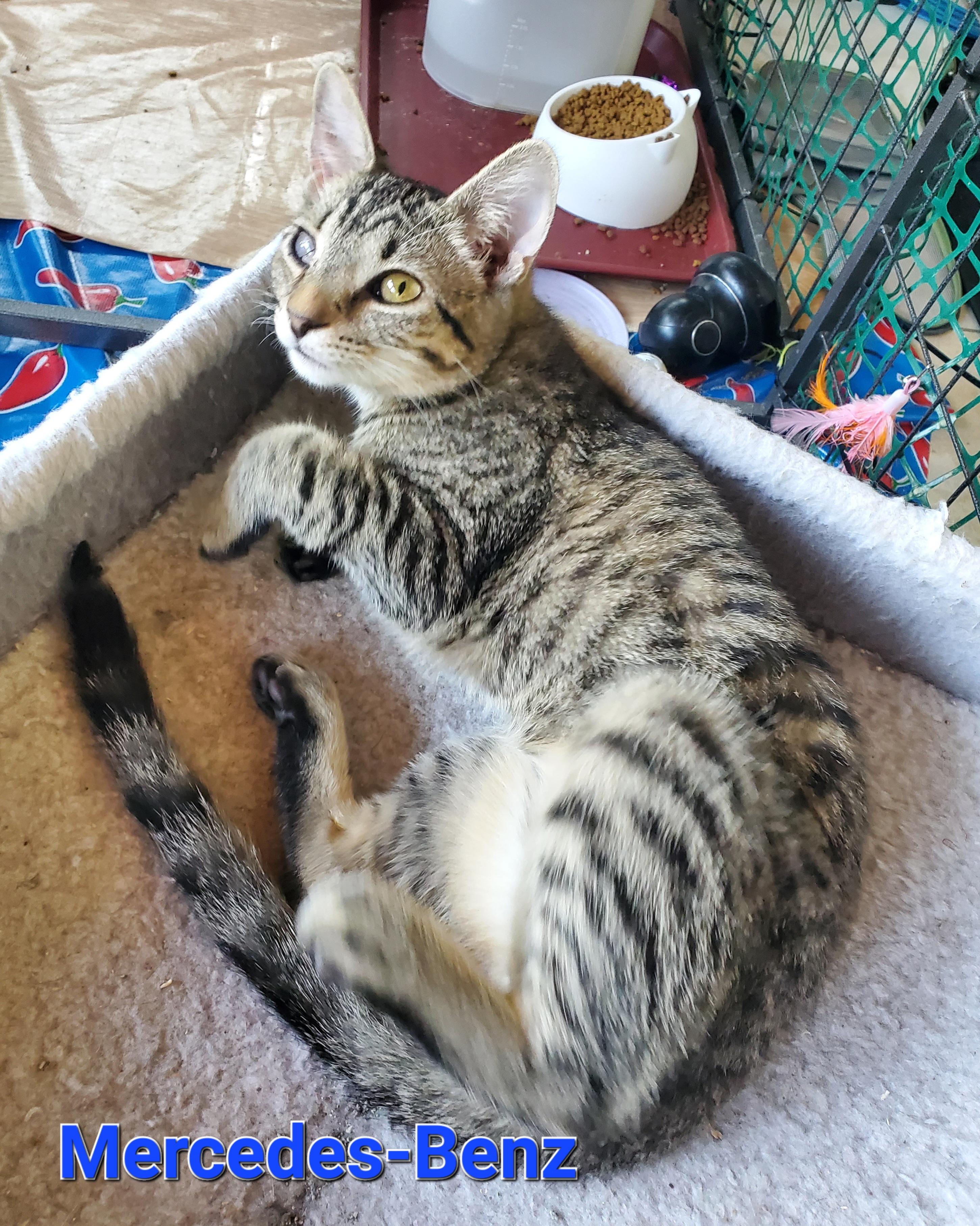 Enlarge Mercedes-Benz, a Adoptable Domestic Short Hair in Cincinnati, OH image 4/6